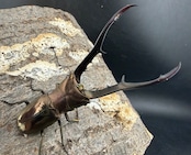 【WD】《メタリフェルホソアカ亜種フィナエ 79.5mm ペア》