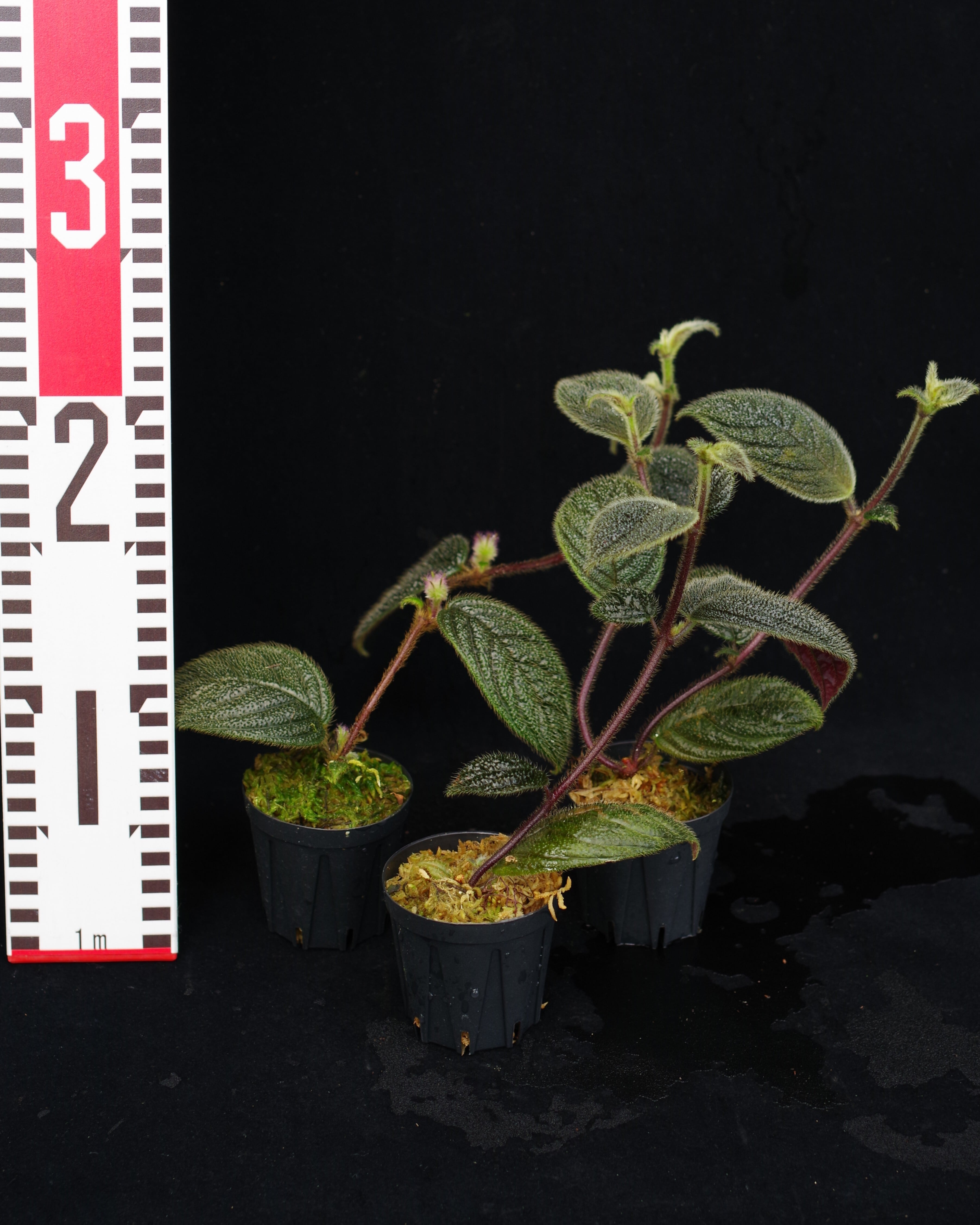 Columnea minor (type4) | 伊藤蟻植物農園
