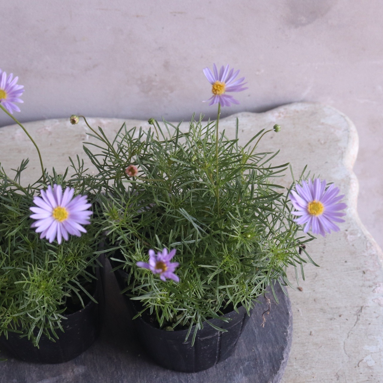 ブラキカム　細葉｜花期が長い寄せ植えにオススメ 　新築、開店、退職のプレゼントにもオススメ　