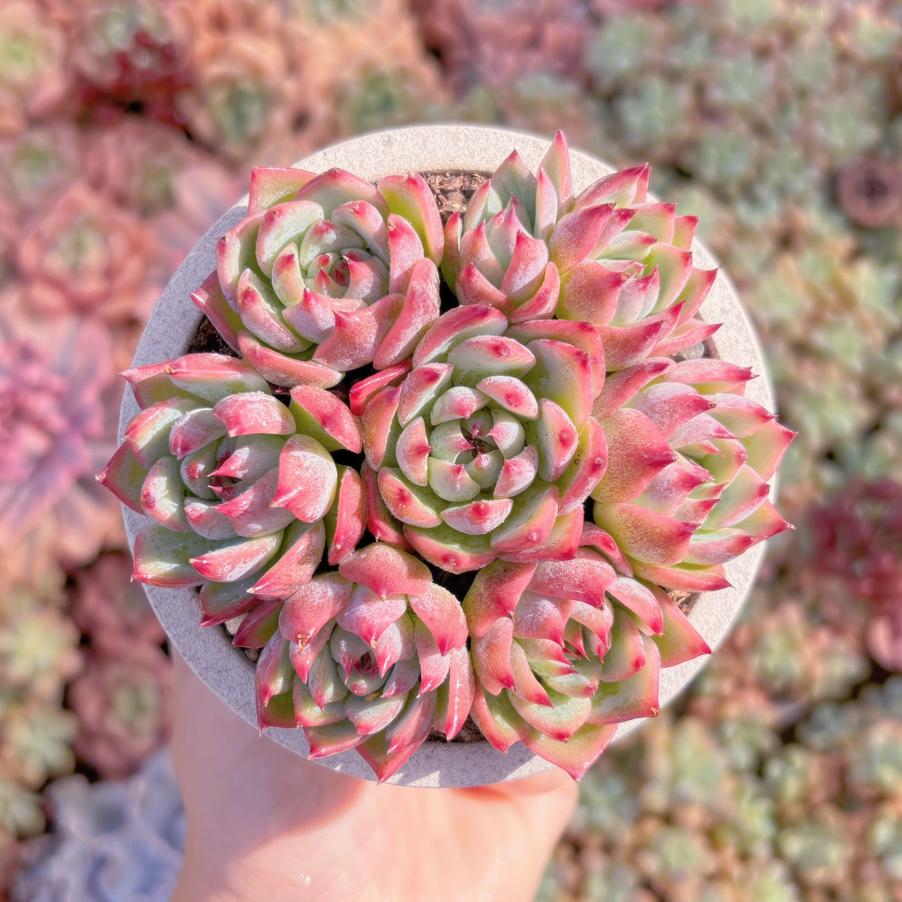 多肉植物　チワワ(7苗)　新入荷　るる農園