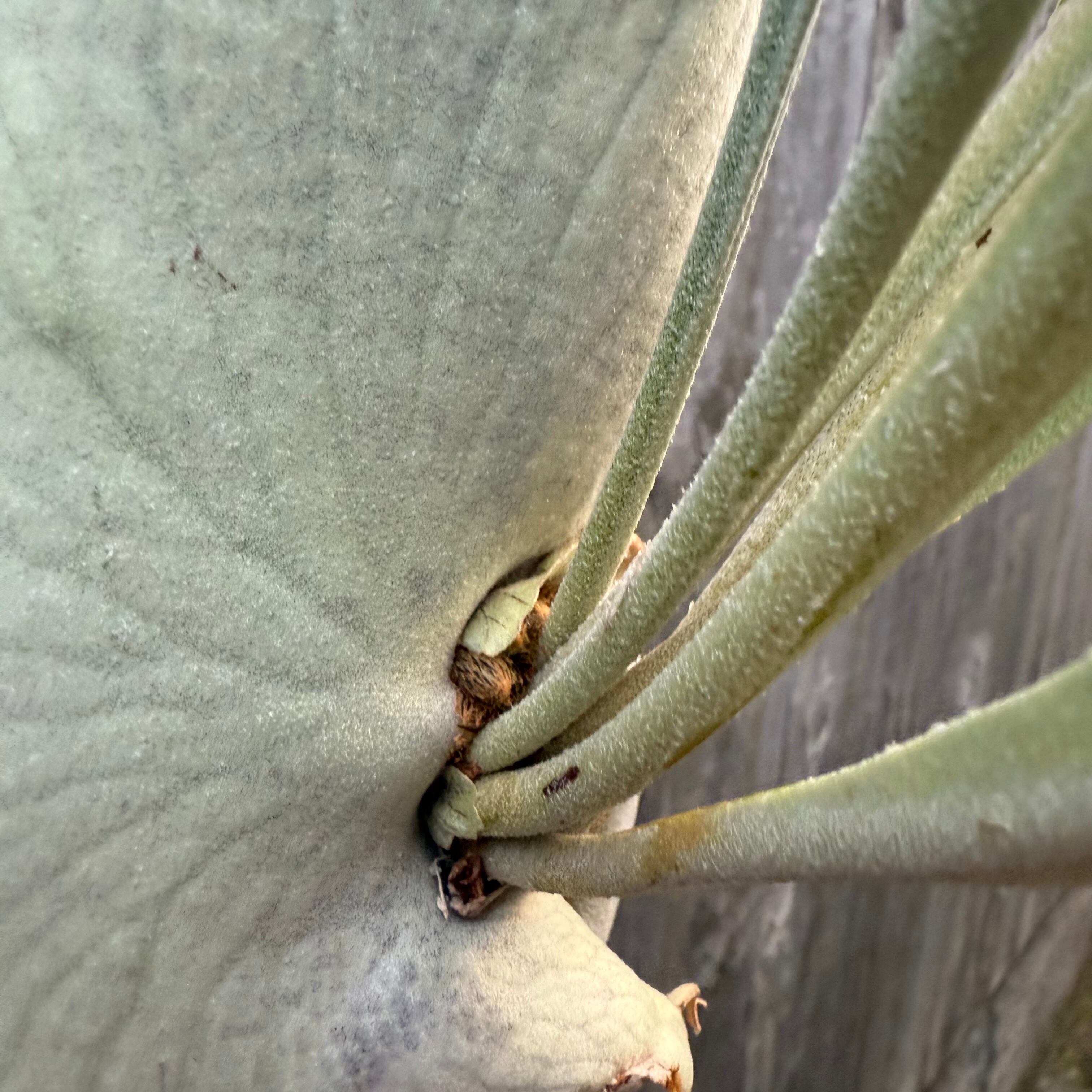 P. Yamata no Orochi (pup) | naturefix