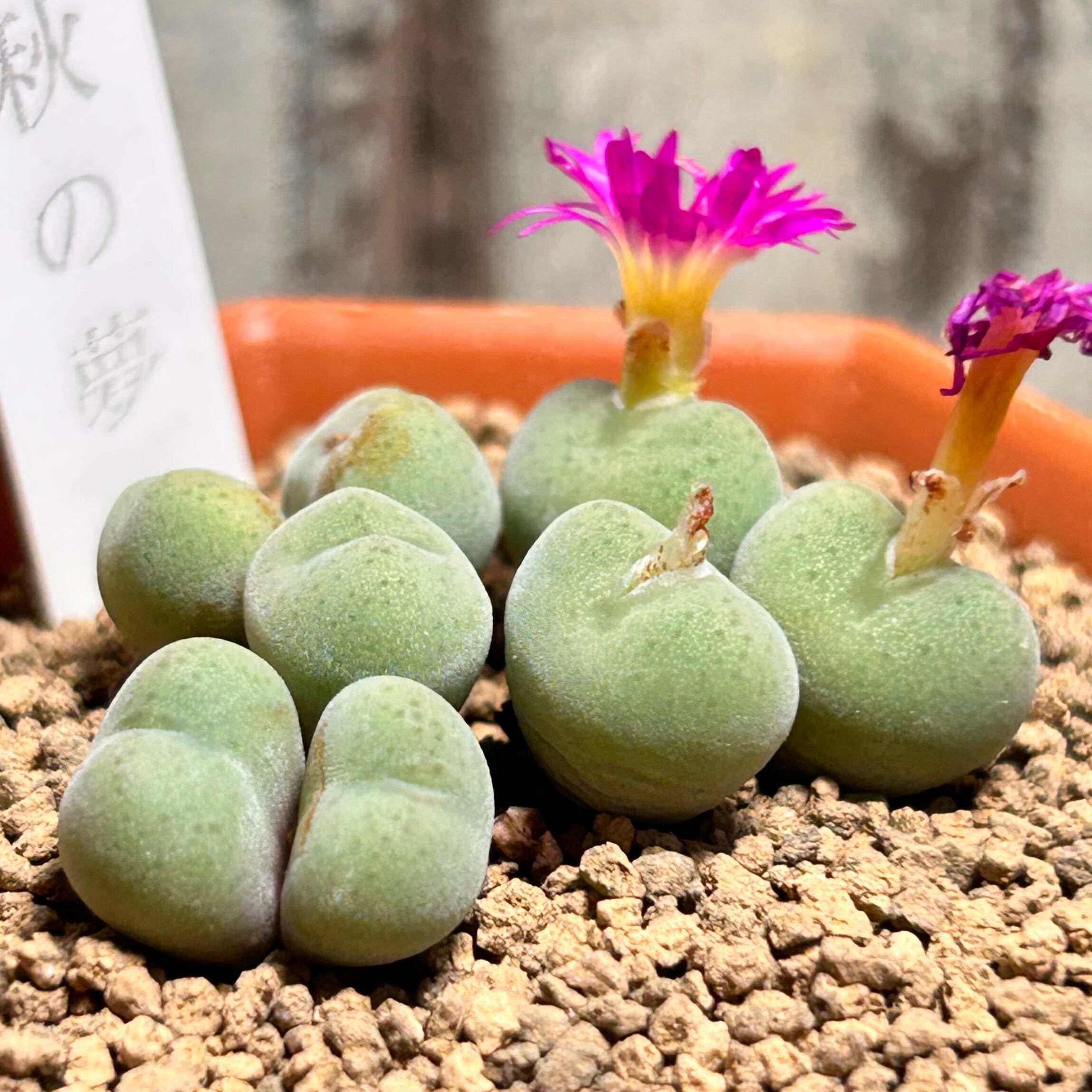 秋の夢 コノフィツム | RuPo 多肉植物専門店