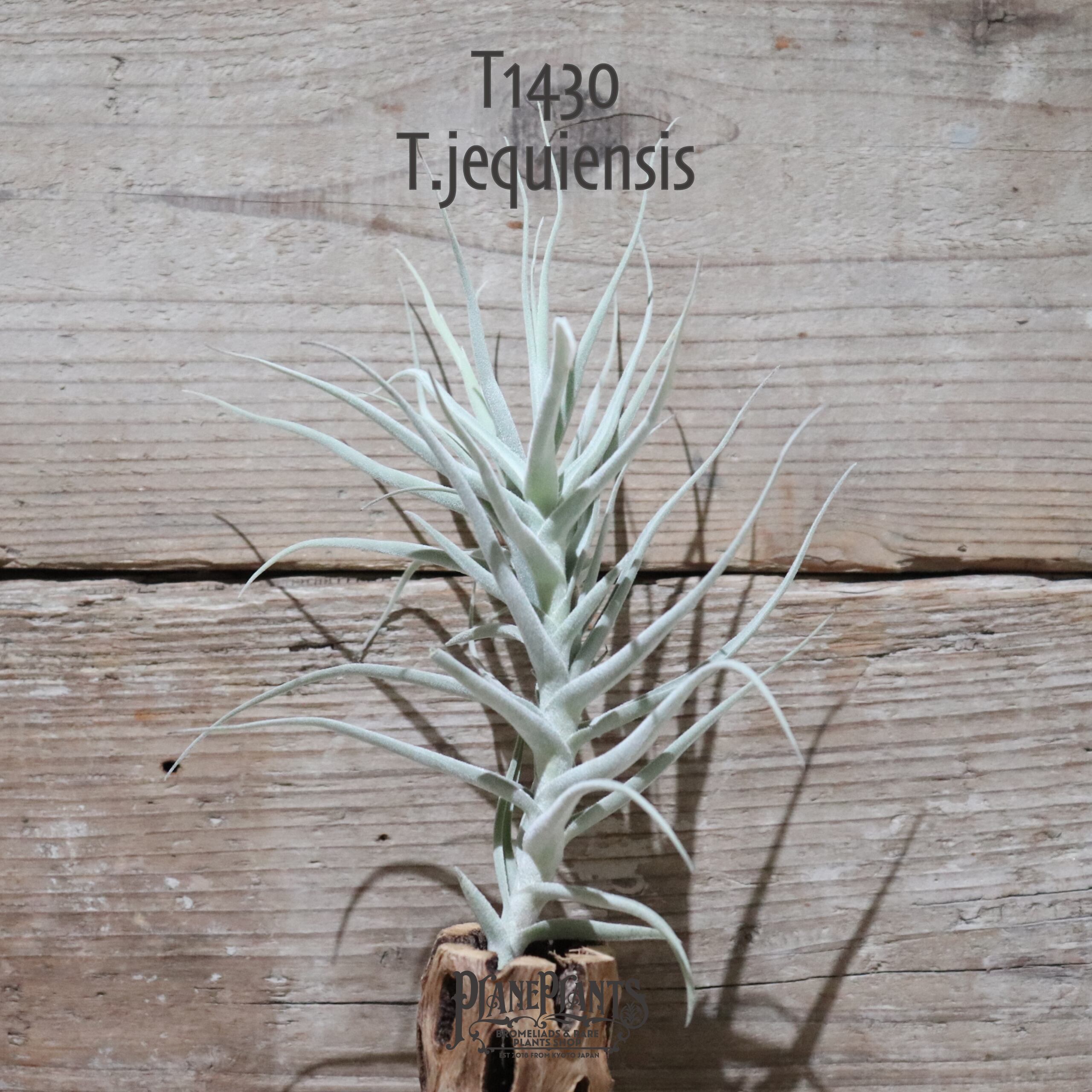 【送料無料】jequiensis 〔エアプランツ〕現品発送T1430