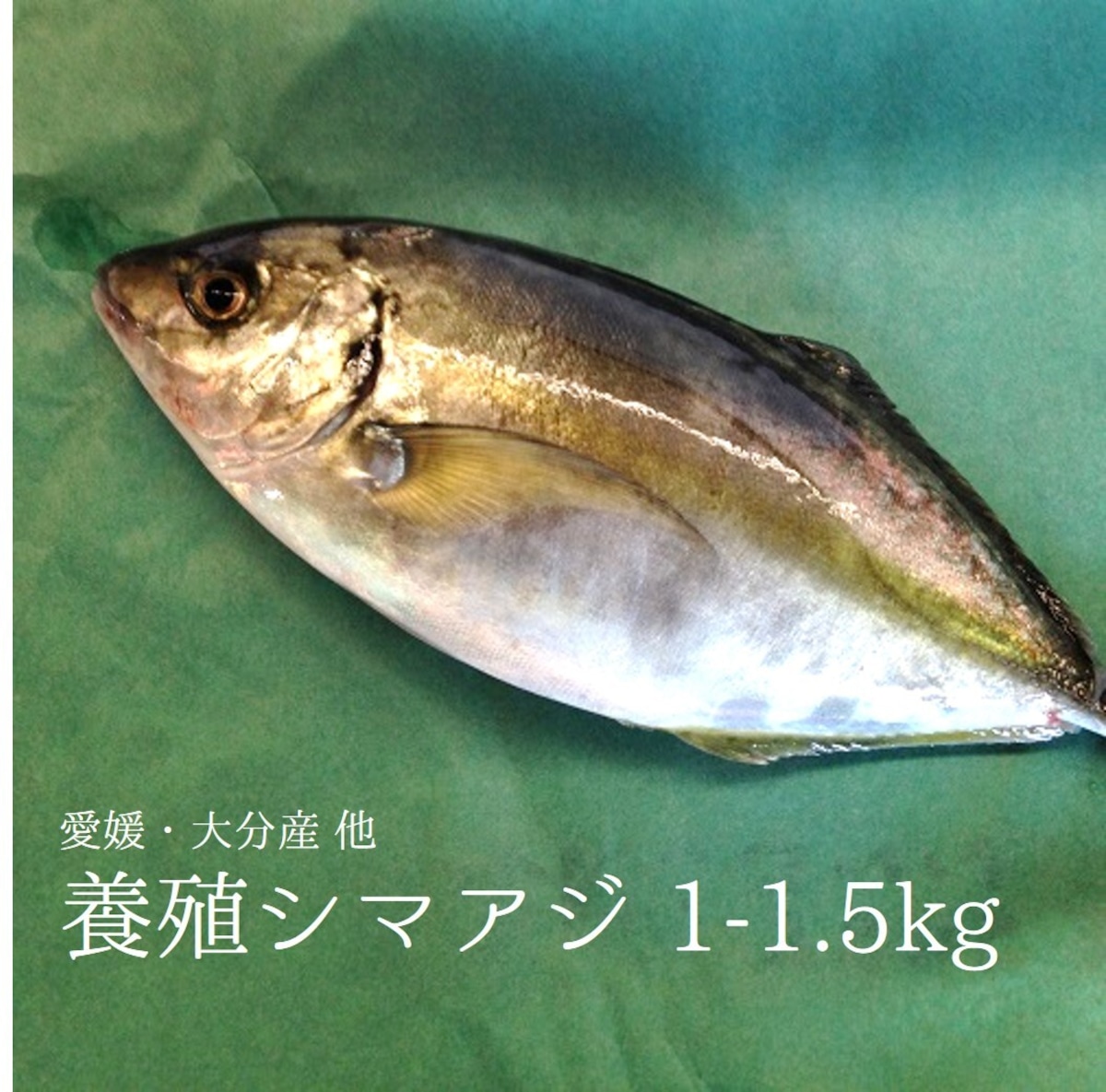縞鯵 シマアジ 豊洲直送 約1 1 5kg 熊本産他 シマアジ1 1 5k 冷蔵 Okawari 豊洲直送の高級海産物をお届け 縞鯵 シマアジ 豊洲直送 約1 1 5kg 熊本産他 シマアジ1 1 5k 冷蔵 Okawari 豊洲直送の高級海産物をお届け