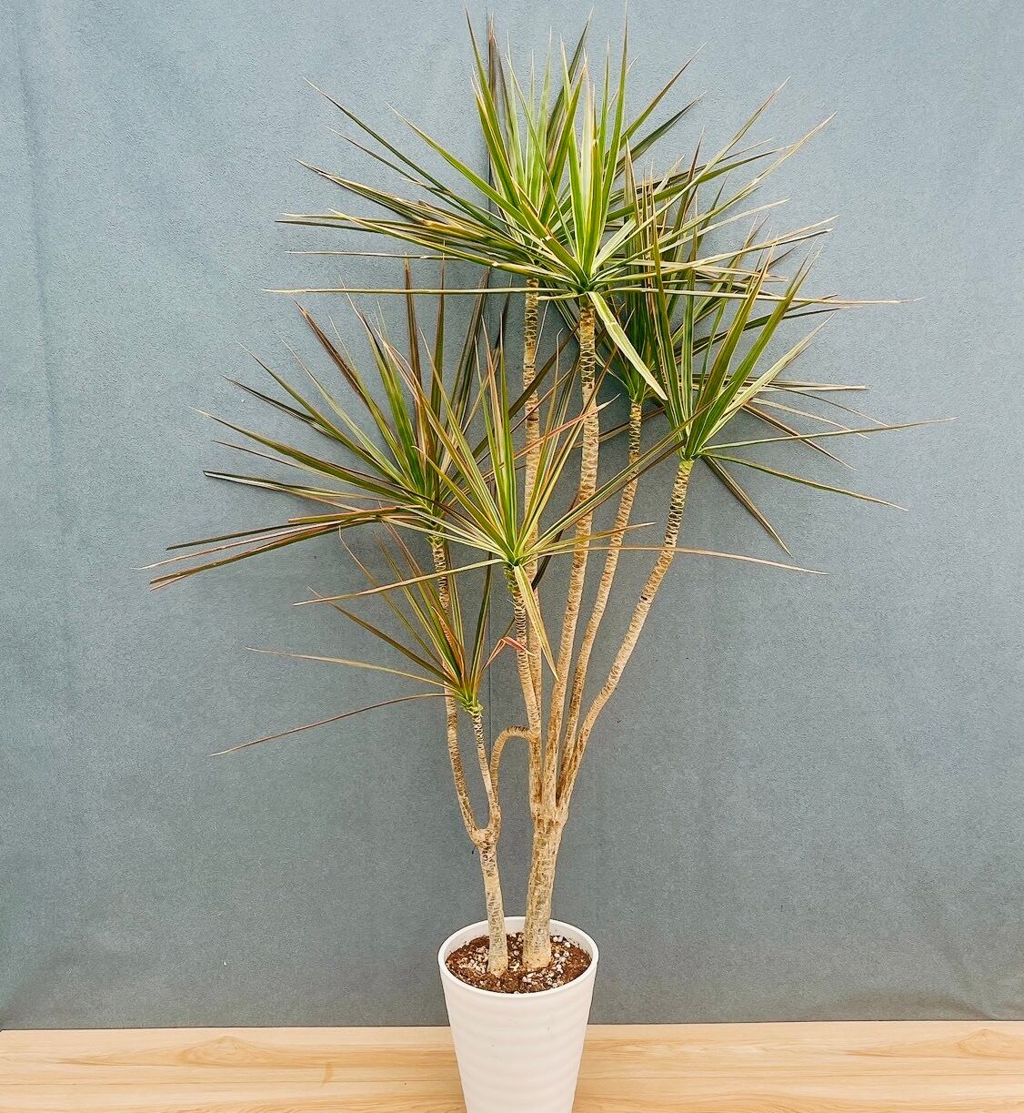 現品］【希少】30番 クワズイモ 斑入り 8号 白斑 観葉植物 室内 レア