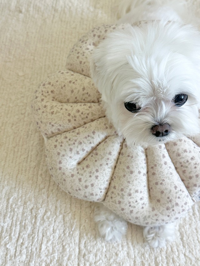 〈予約アイテム〉EYOU  /ピオナネックカラー  ソフトブロッサム Lサイズ