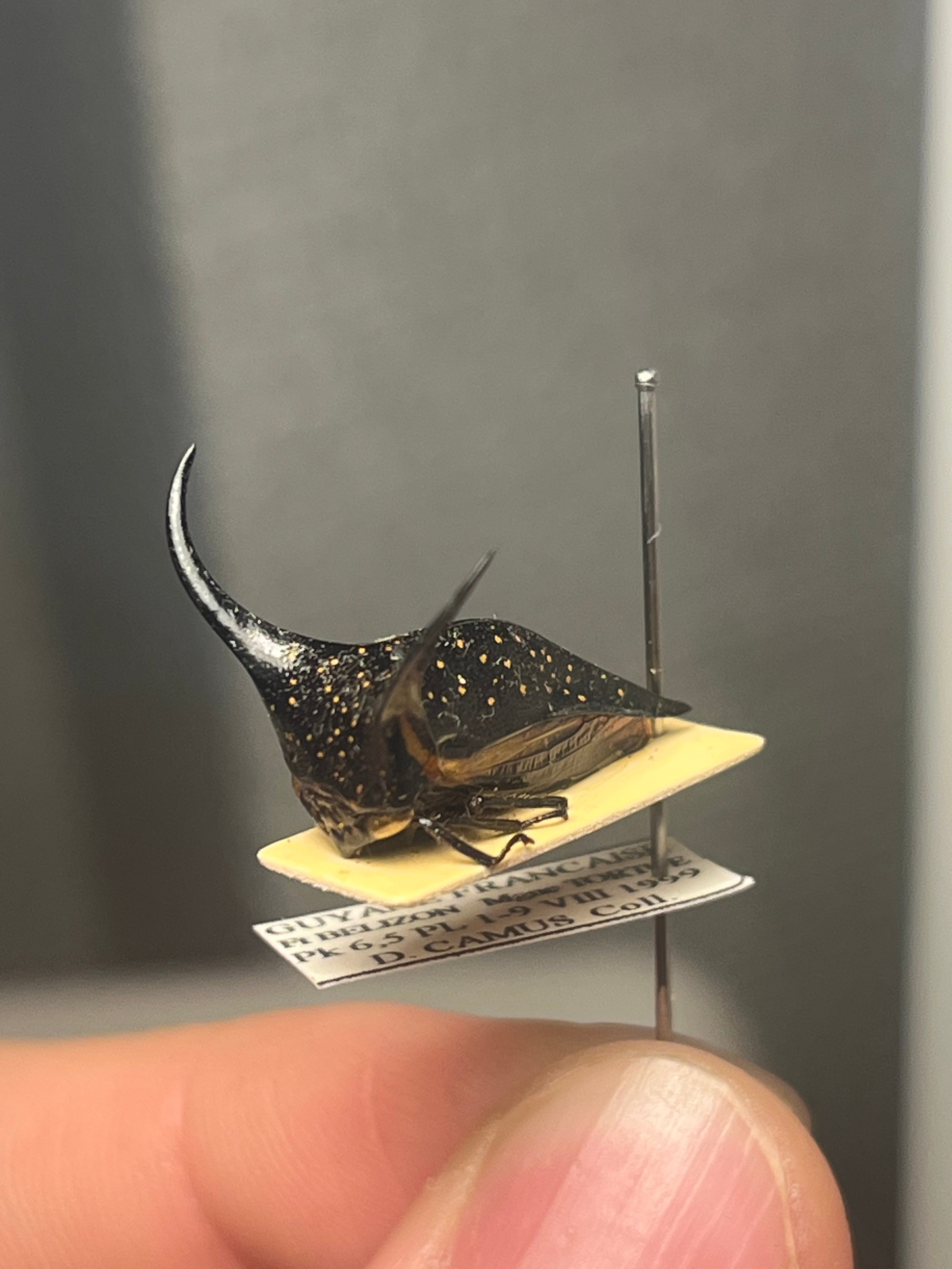 【角蝉最大種】Hemikyptha marginata ツノゼミ セミ ホタ標本 角蝉最大種】Hemikyptha marginata ツノゼミ セミ ホタル 蛍 タマムシ