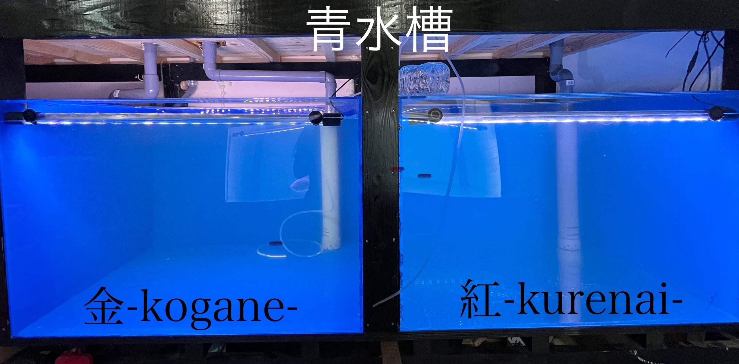 ブンキャオ1800 水中ライト 82センチ】ブンキャオ 水中ライト ver.紅-kurenai- アジアアロワナ 紅