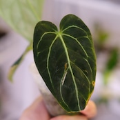 アンスリウム・レガレ / Anthurium Regale㉓│観葉植物