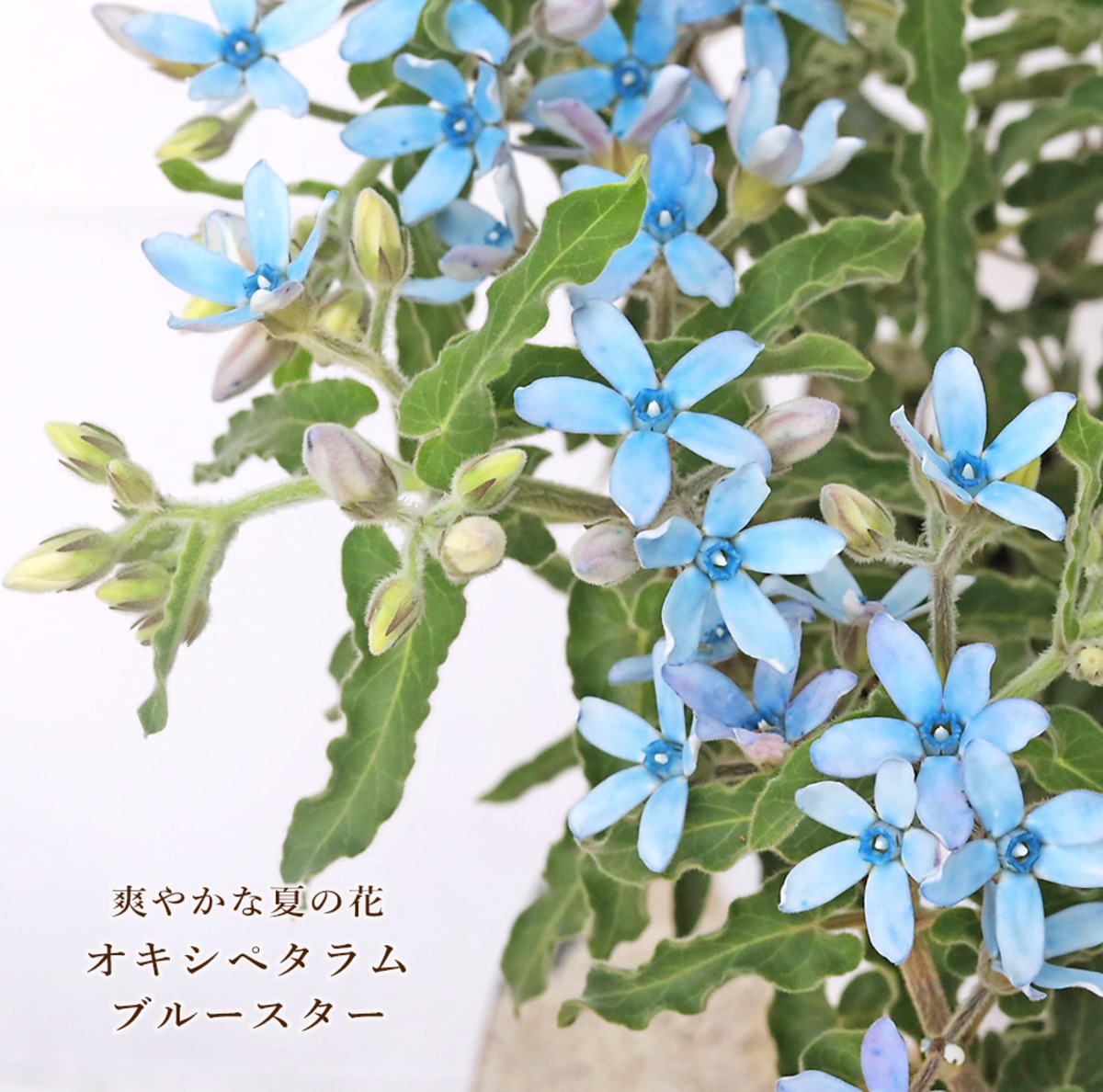 花苗 オキシペタラム ブルースター 3.5号 多年草 水色 夏の花 おしゃれ 