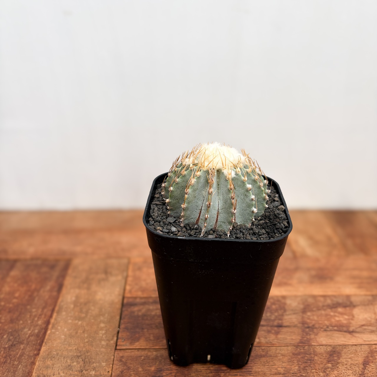 Geohintonia mexicana【ゲオヒントニア・メキシカーナ】