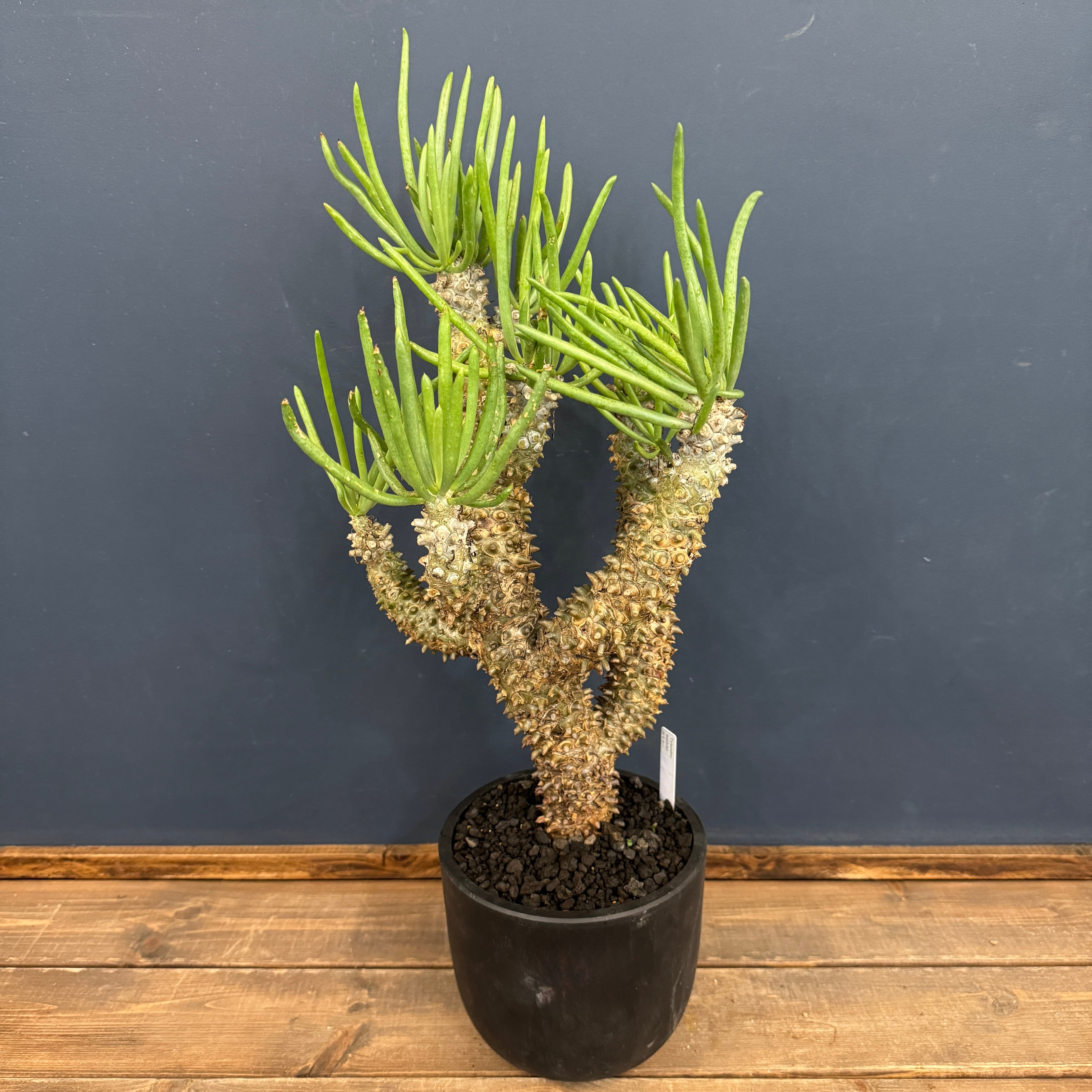 チレコドン ワリチー【1014】 | PROTOLEAF プロトリーフ