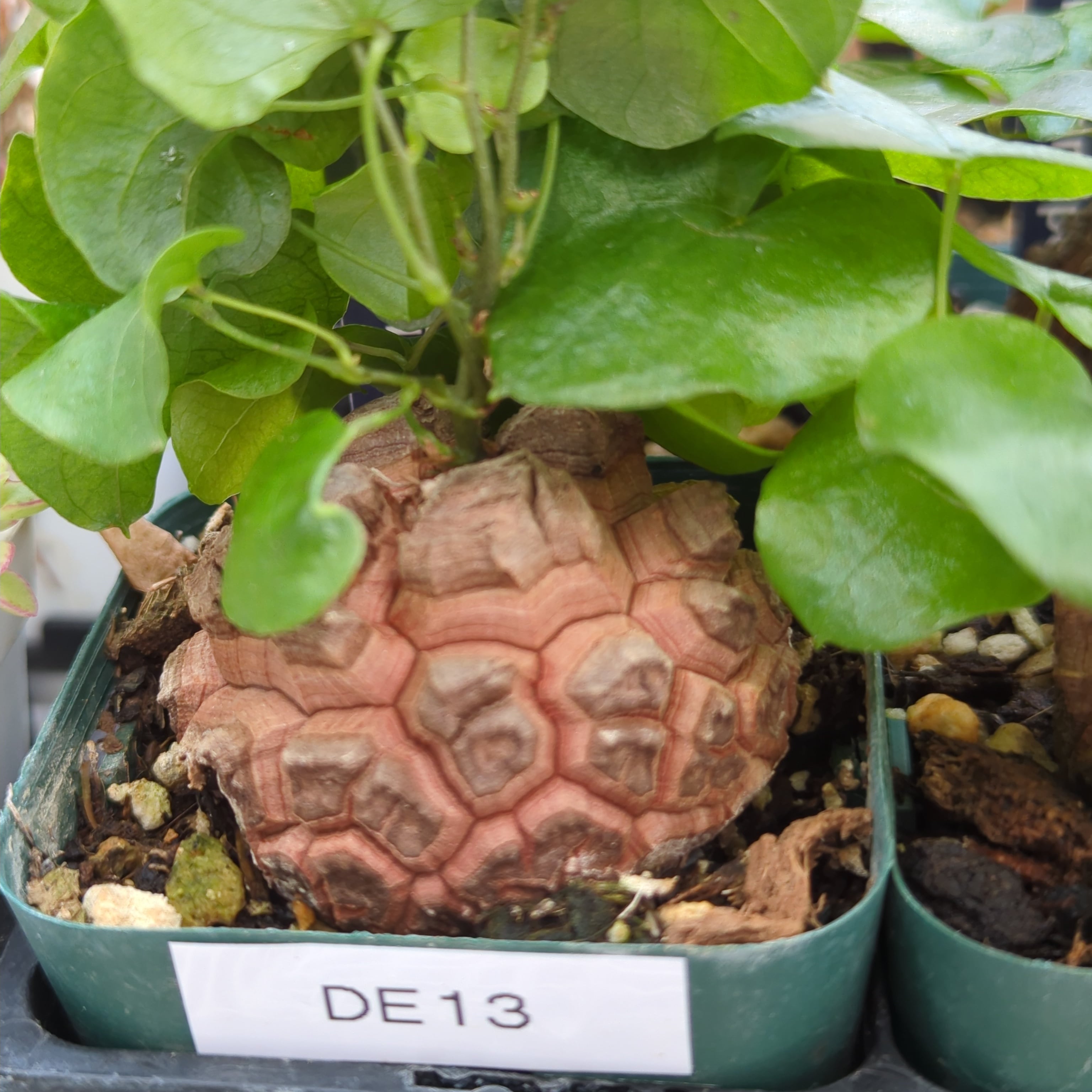 亀甲竜 ディオスコレア・エレファンティペス 特選品 | BRIDGE GARDEN