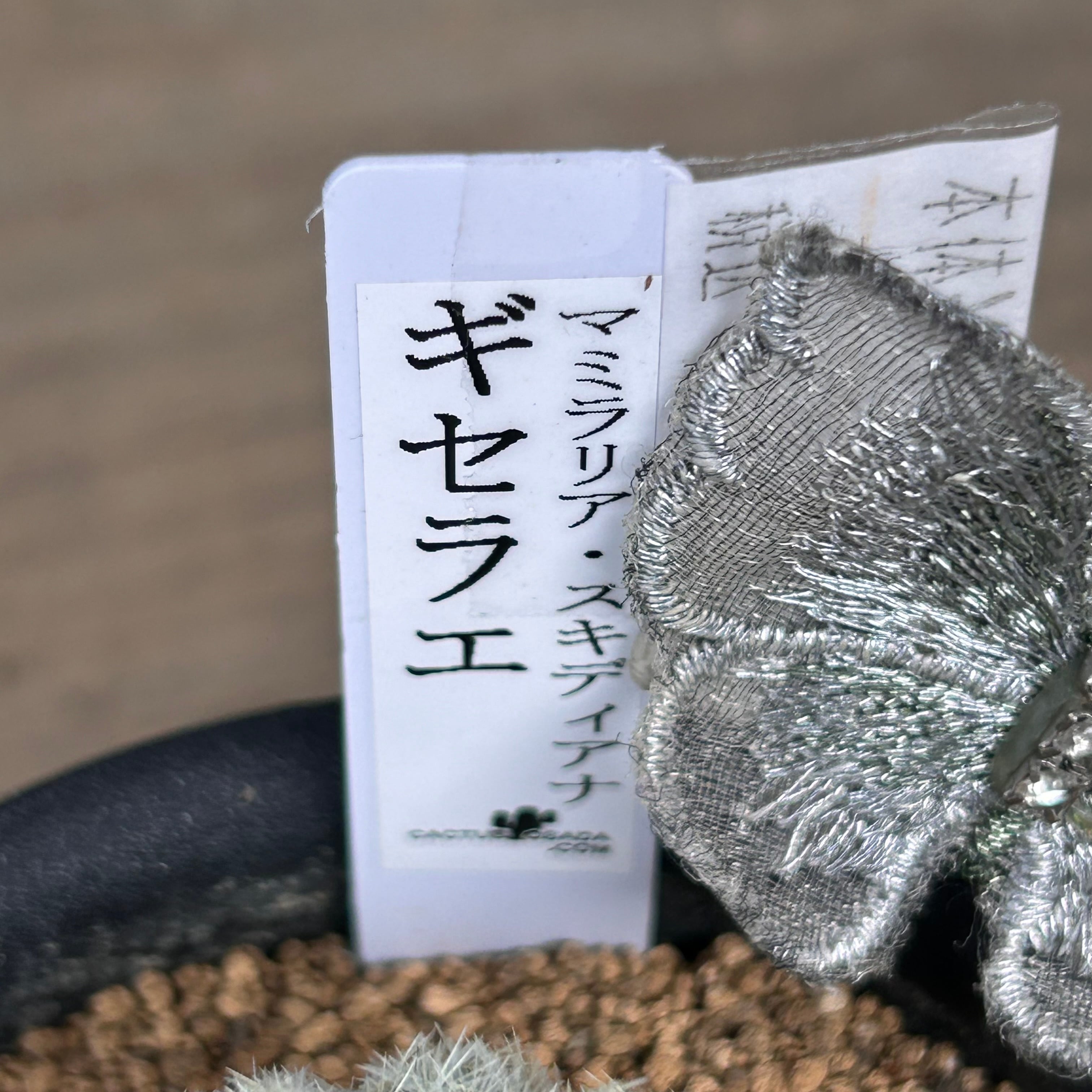 【美品】SABBATICAL GILA /ギリア Sabbatical GILIA