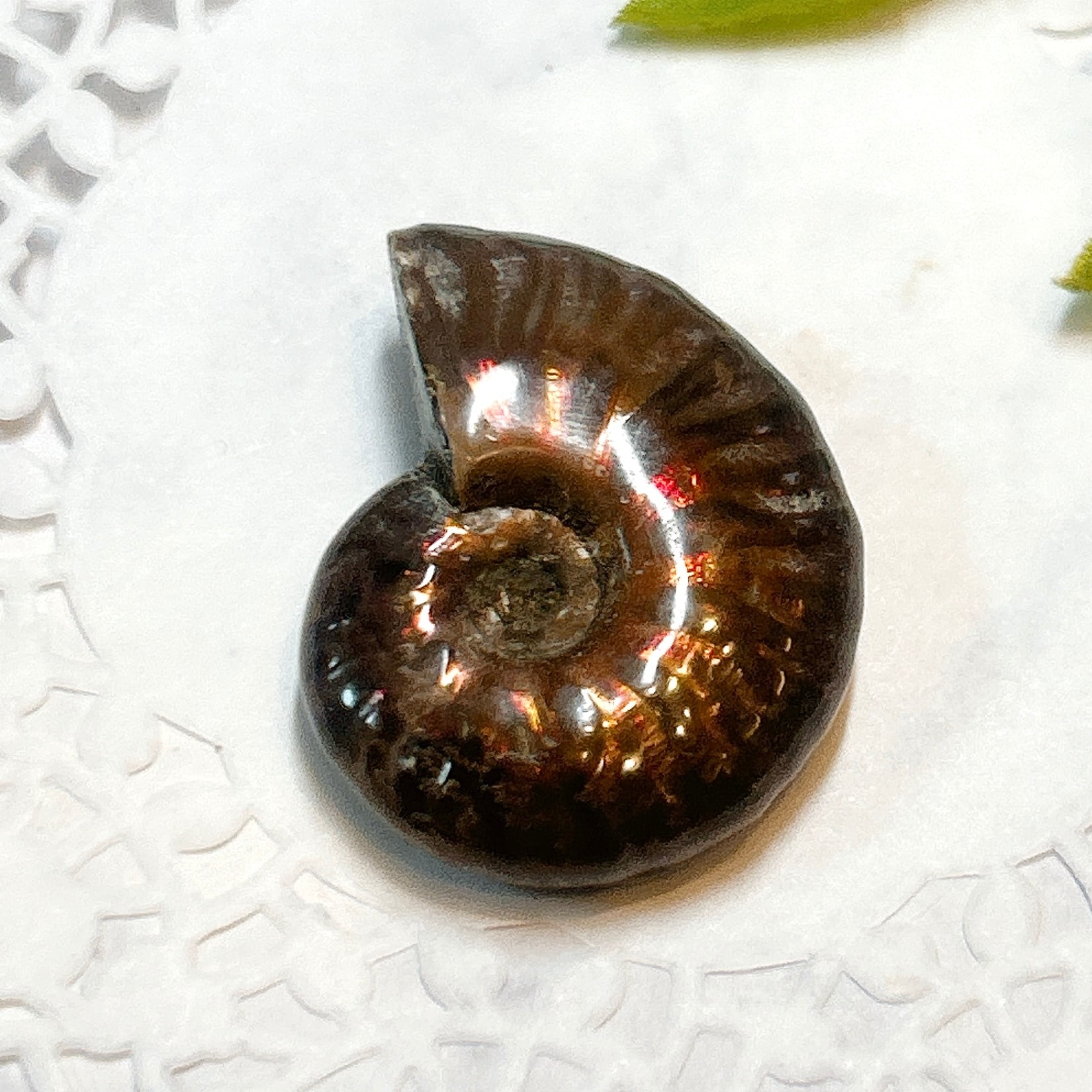 アンモナイト　化石 化石]アンモナイト（菊石） | クリスタル・ワールド御徒町店