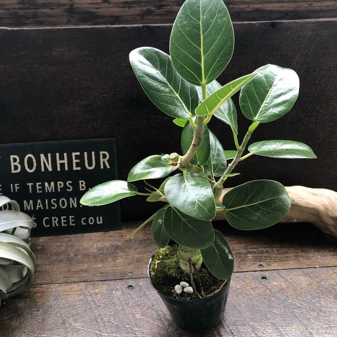 ベンガレンシス 3.5号】 フィカス 観葉植物 ミニサイズ 観葉植物