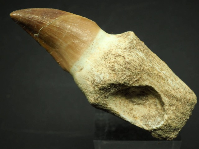 歯根付き！モササウルス(プラテカルプス)の歯【Platecarpus ptychodon】【65mm】モロッコ王国産
