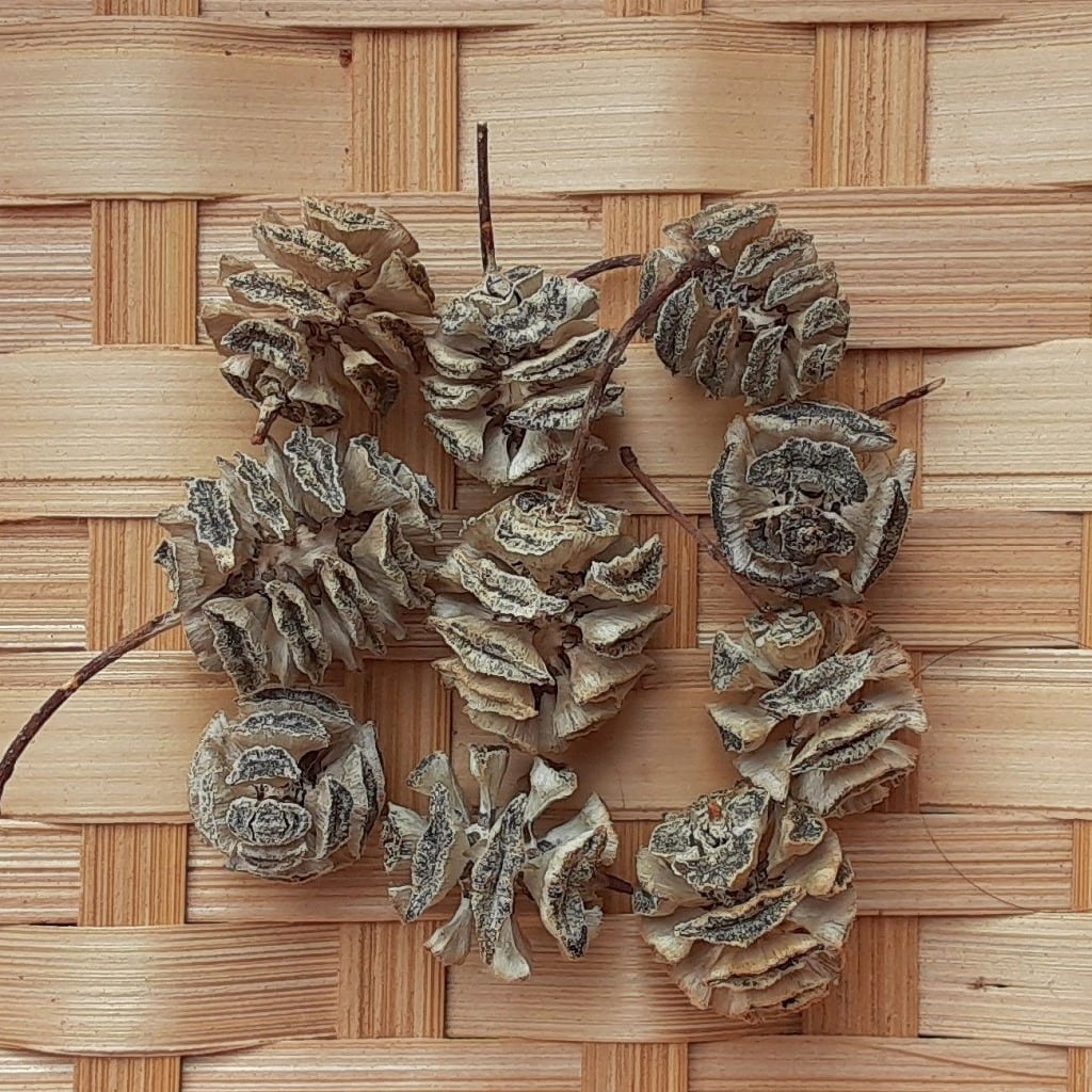 メタセコイア | 木の実通販の shop.木の実