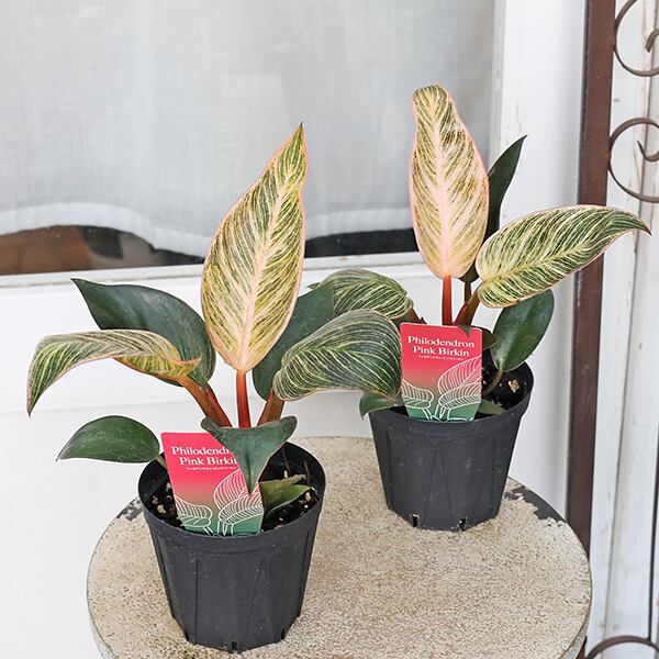 Oxalis triangularis variegated｜オキザリス トライアングラリス