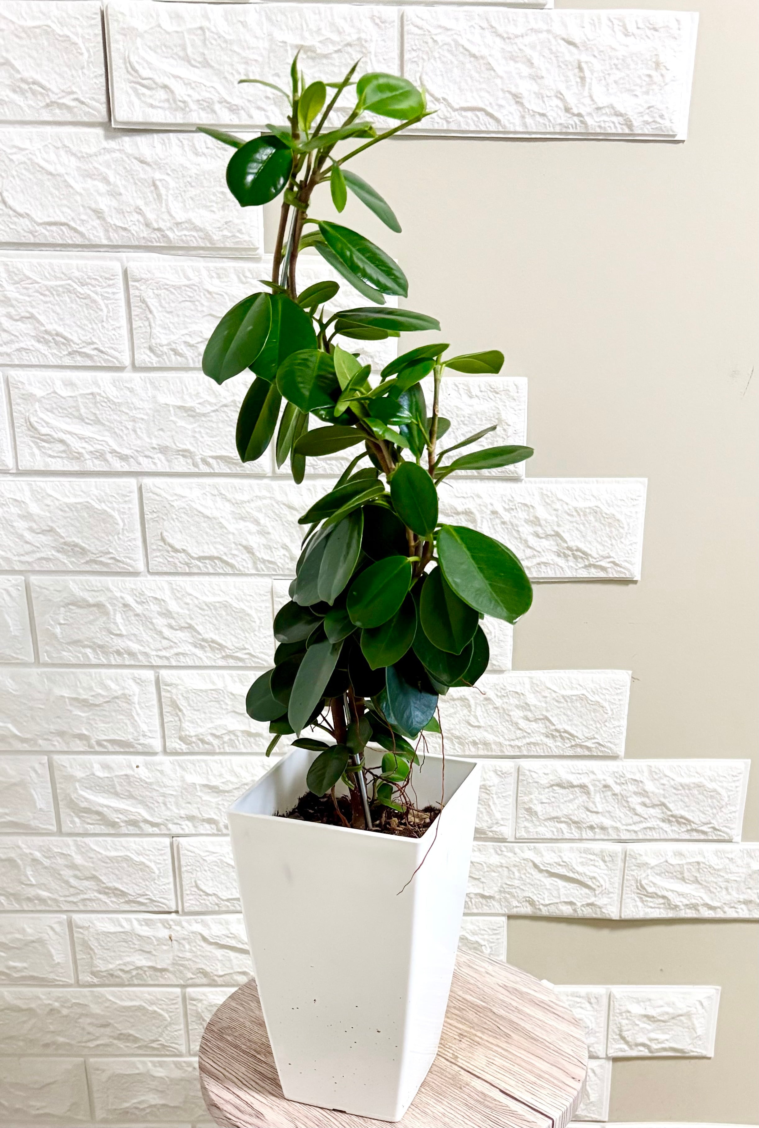 【現品】人気 エバーフレッシュ曲がり　螺旋樹形 7号鉢 観葉植物 現品】エバーフレッシュ 螺旋状曲がり樹形 7号鉢 観葉植物 | 観葉植物
