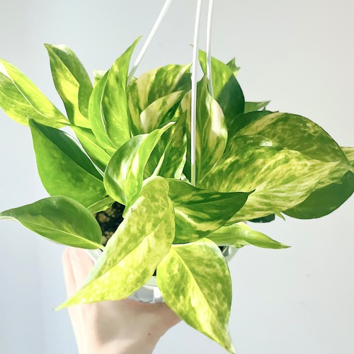 ぷりっとした艶葉 斑入りポトス テルノゴールドジャック 新品種 calm cafe