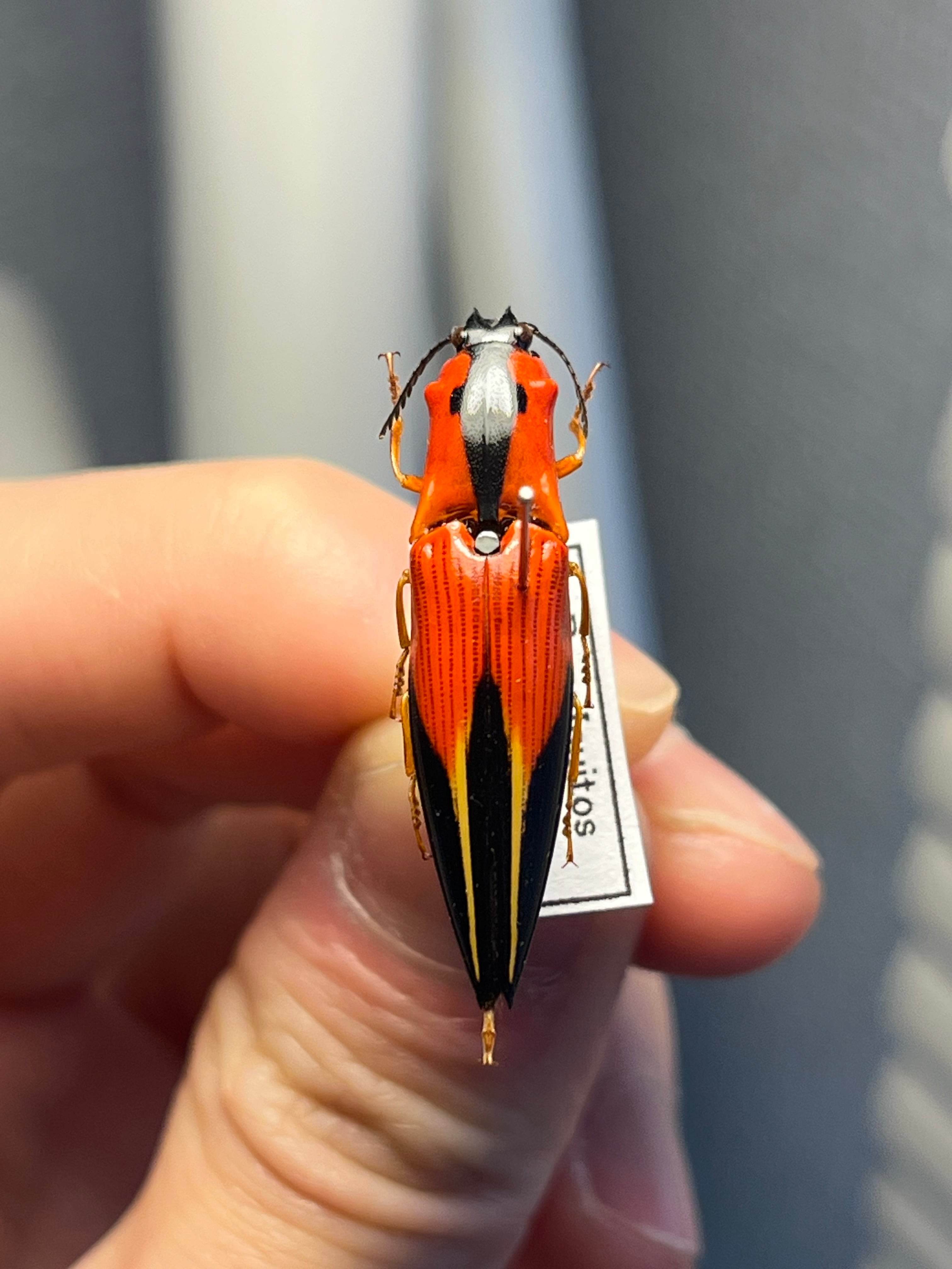 【32mm】フェラーリコメツキムシ アングラトゥスミカドコメツキムシ甲虫昆虫標本 34mm】フェラーリコメツキムシ アングラトゥスミカドコメツキムシ 甲虫