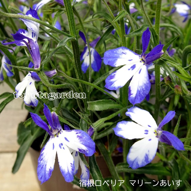 ペチュニア スーパーチュニア ラズベリーチーズ 598 ペチュニア スーパーチュニア グレープスター 598 宿根ロベリア レオン ハンギングダークブルー 598 宿根ロベリア レオン ミニホワイト 598 宿根ロベリア レオン スカイブルー 598 宿根ロベリア ペチュニア スーパーチュニア ラズベリーチーズ 598 ペチュニア スーパーチュニア グレープスター 598 宿根ロベリア レオン ハンギングダークブルー 598 宿根ロベリア レオン ミニホワイト 598 宿根ロベリア レオン スカイブルー 598 宿根ロベリア