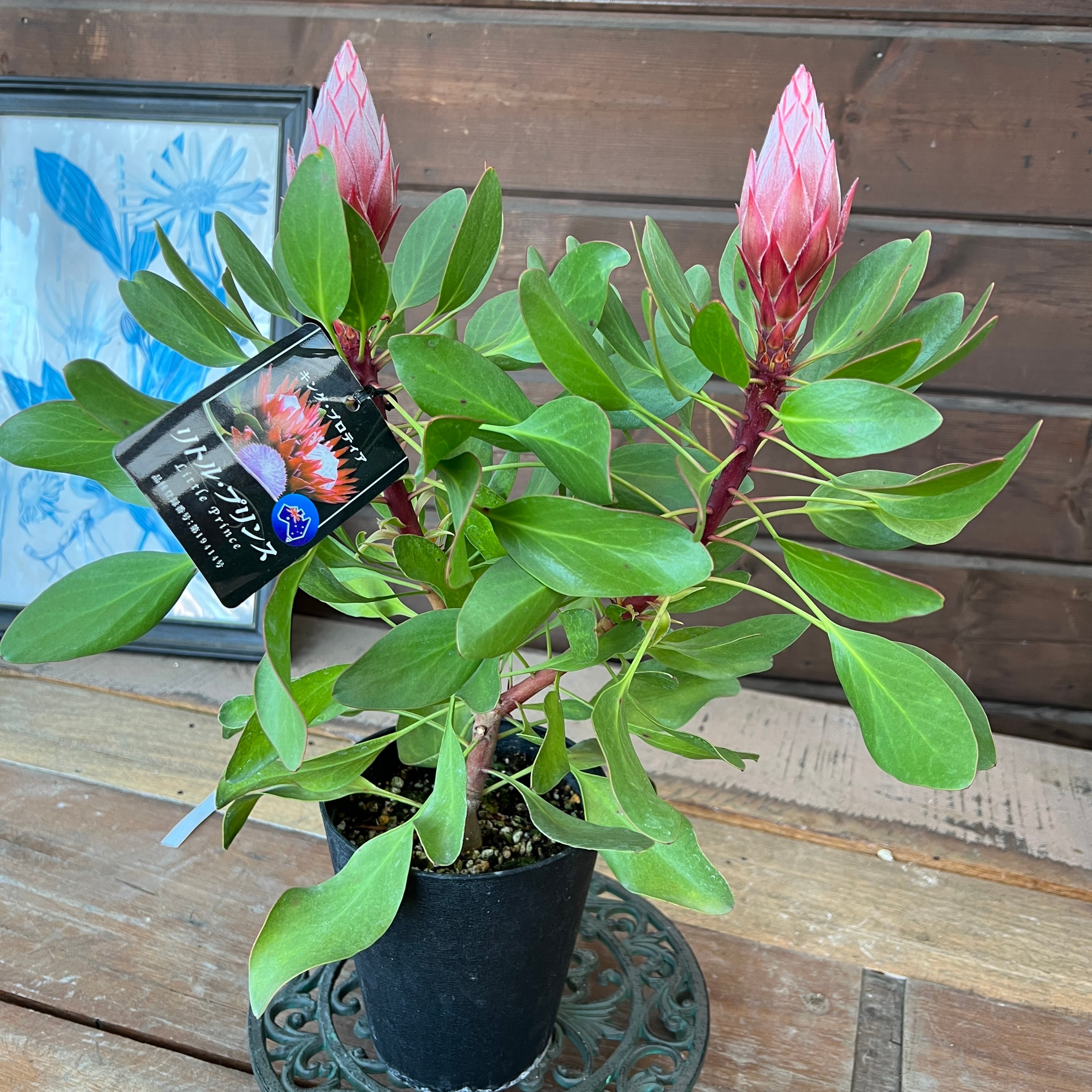 リューカデンドロン デュリフ② | 沼ノ上農園