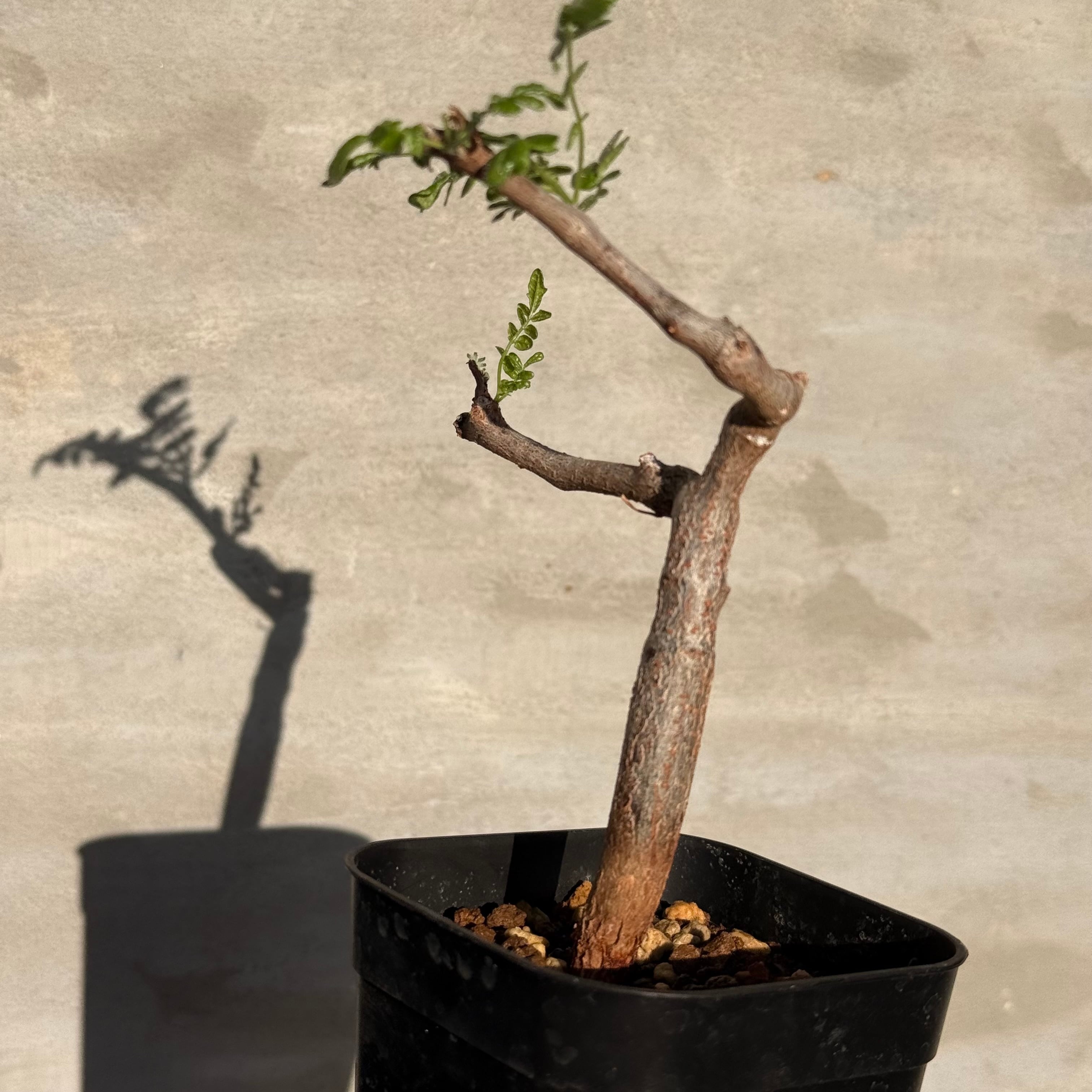 植物】コミフォラ モンストローサ 実生株<2> | A-PLANTS