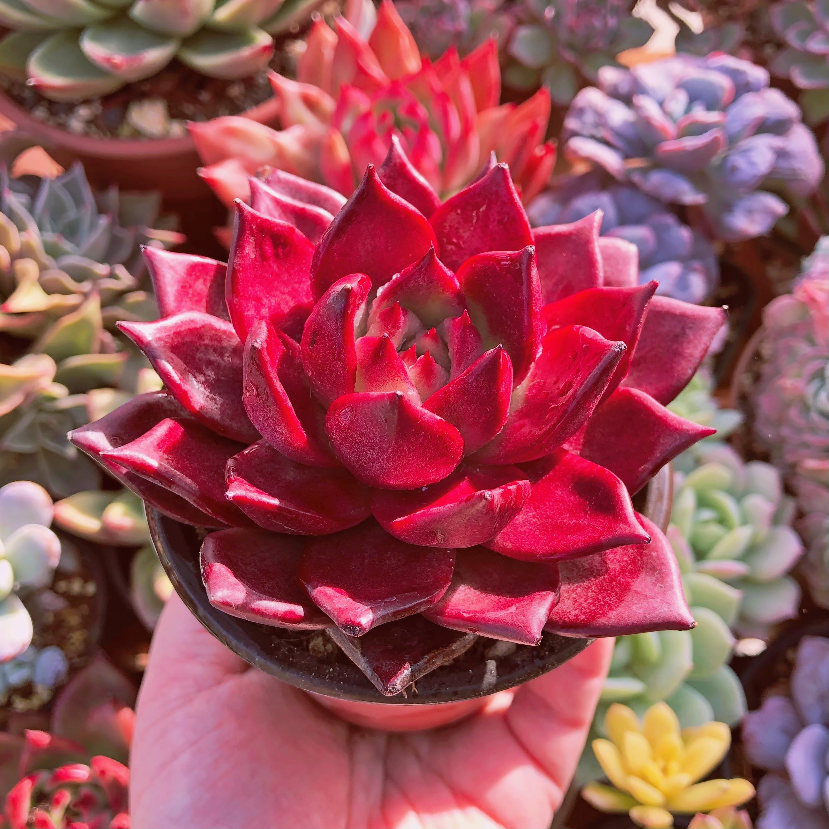 ルディ　ヒサカキ　特大苗 ルディ ヒサカキ 特大苗 ルディ様専用 ヒサカキ 特大苗 【公式通販】