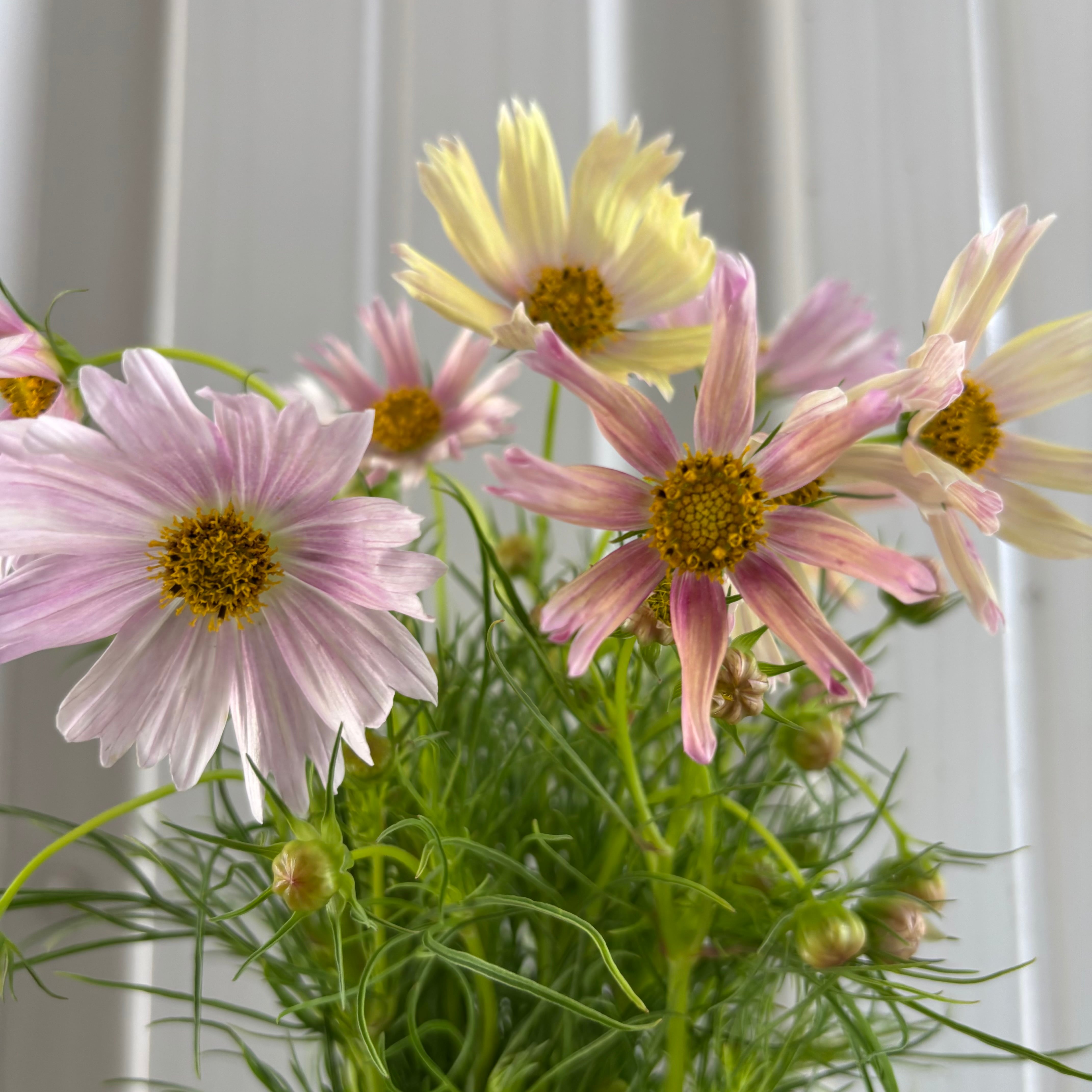 新商品++ | 新鮮お花問屋 Jp-Farmers.com