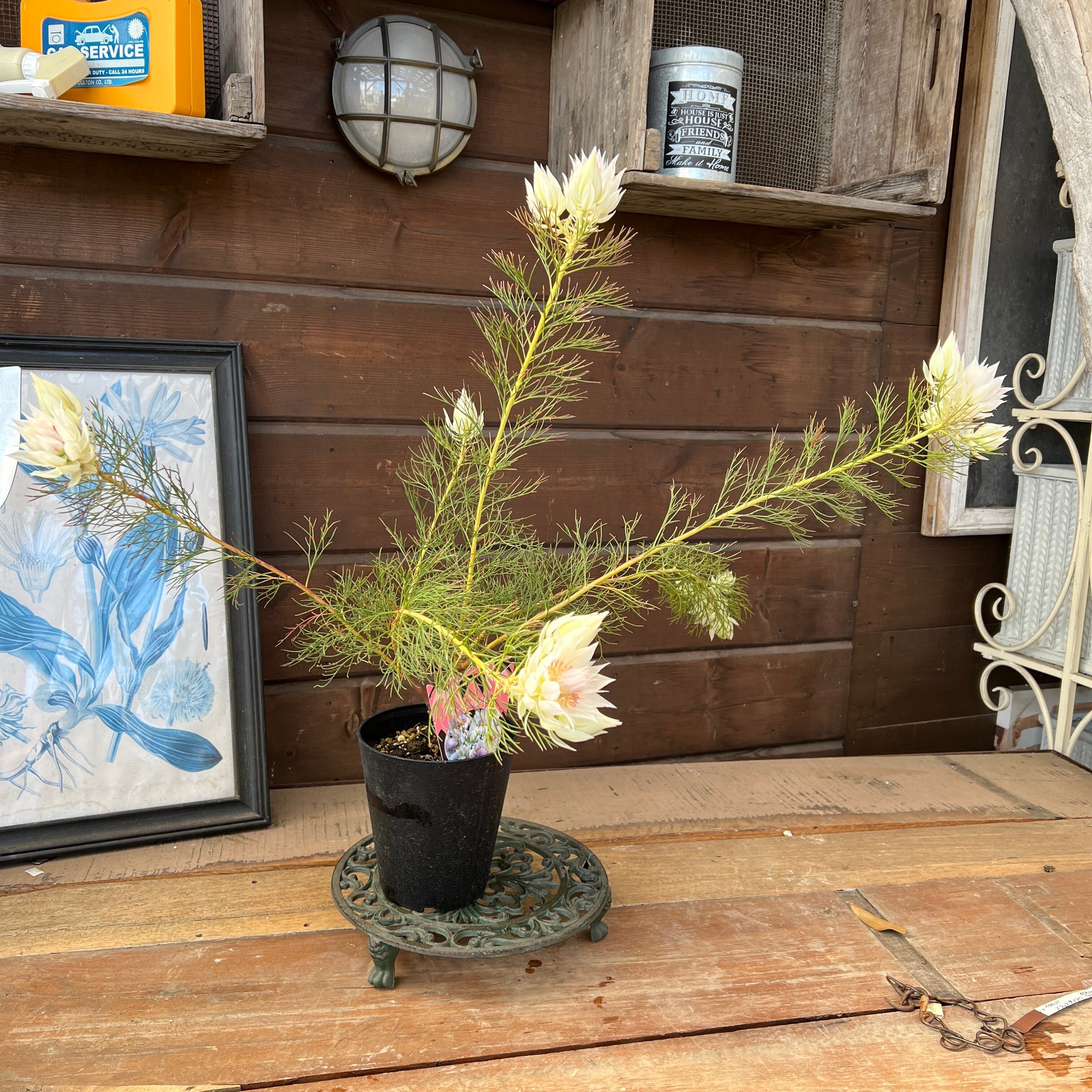 ジョーイセルリア ブラッシングブライド① | 沼ノ上農園