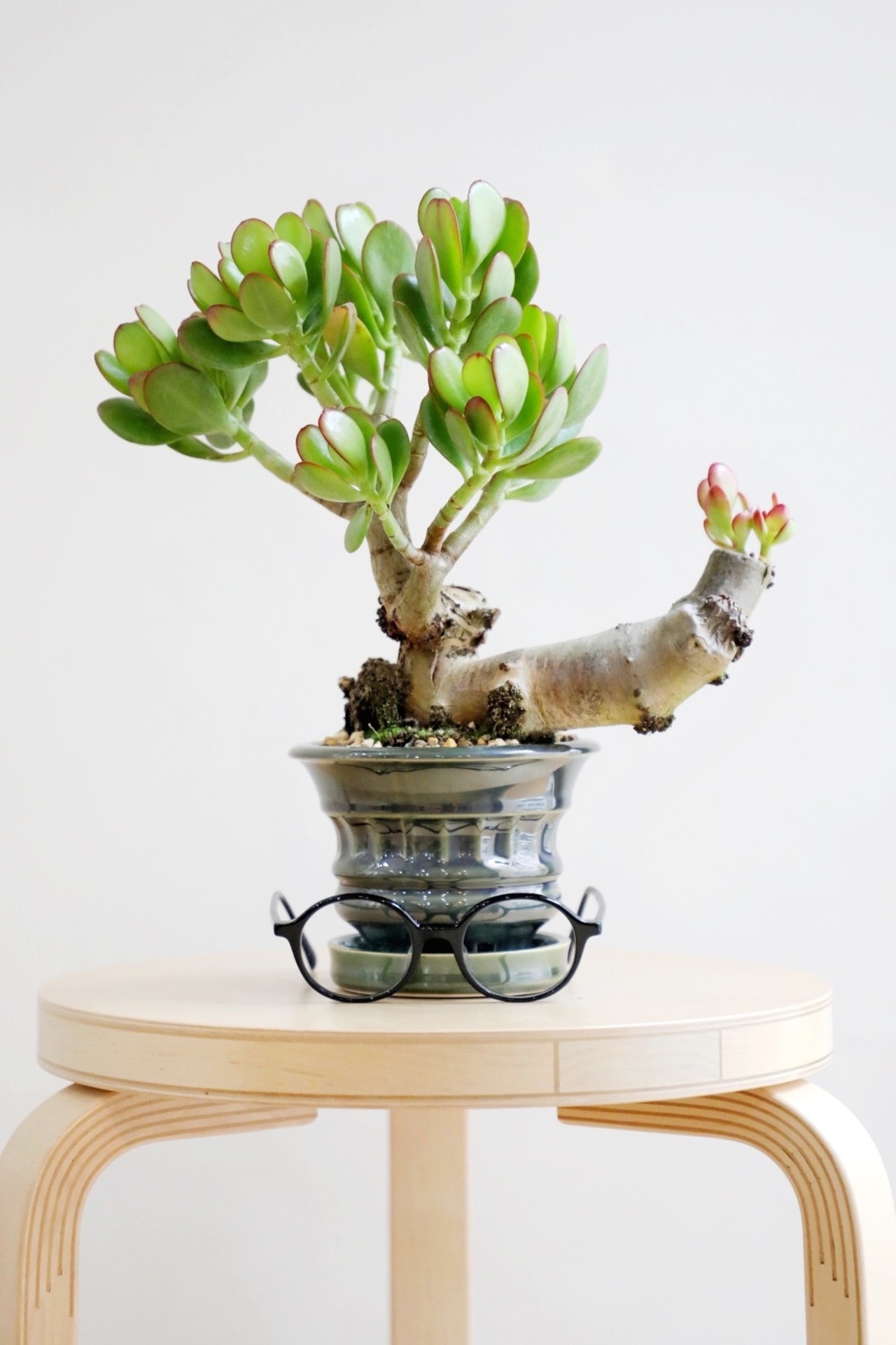 【M】花月/Crassula portulacea