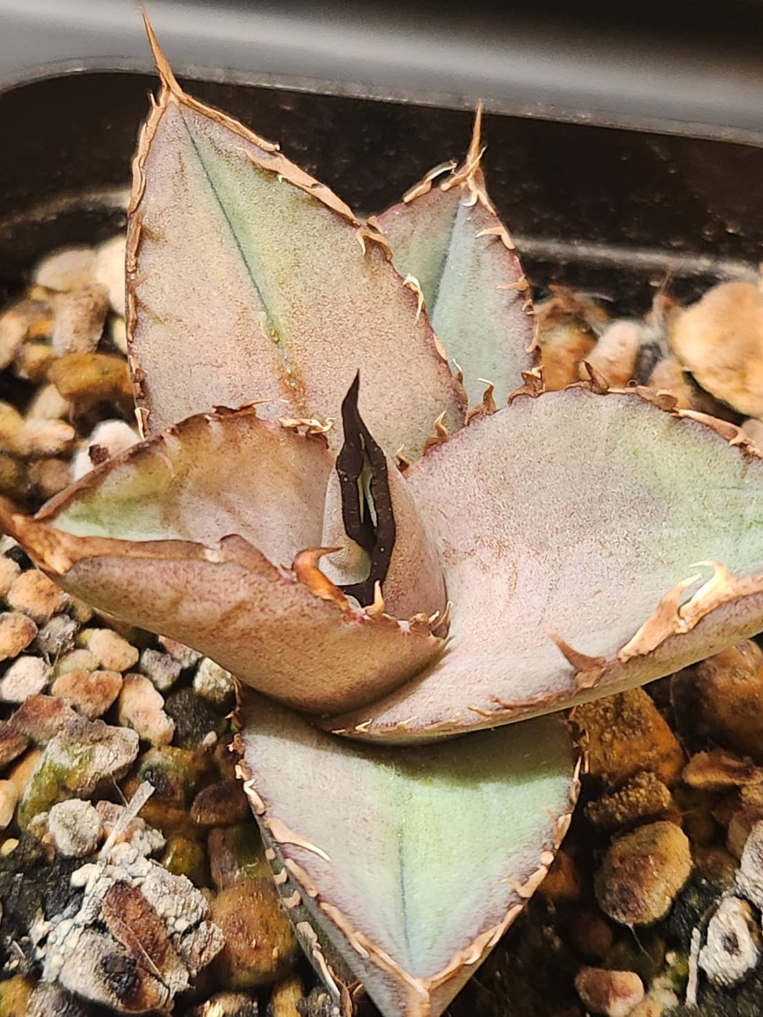 【 B-13 】oteroi seedling ①