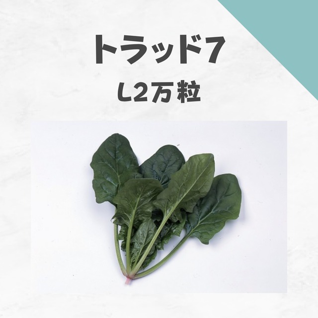 トラッド7　ホウレンソウ種子・L2万粒