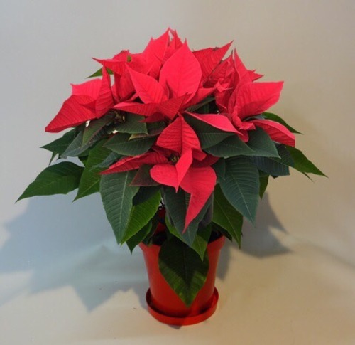 クリスマス  ギフト　プレゼント　ポインセチア　シャイニングレッド 5号　皿付き　鉢花
