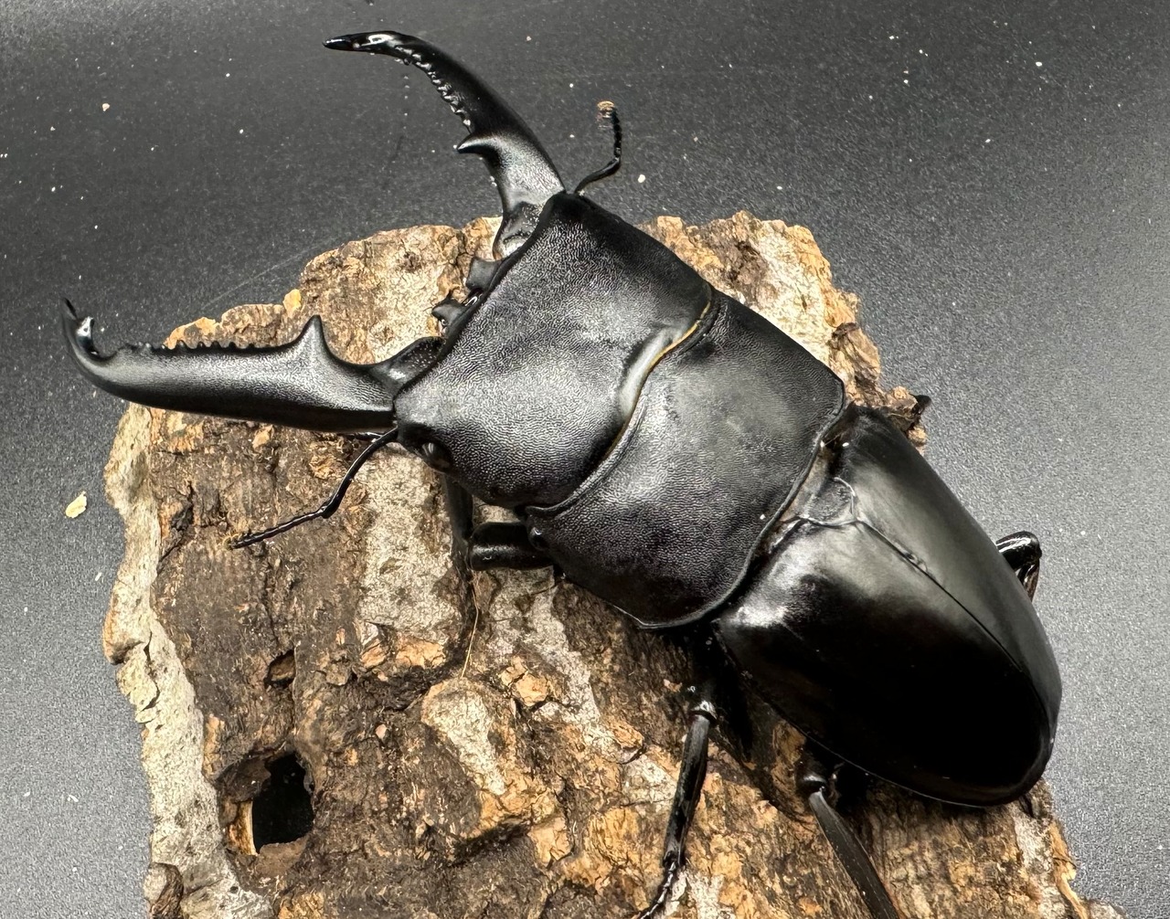 【WD】《パラワンオオヒラタ 92mm ペア》