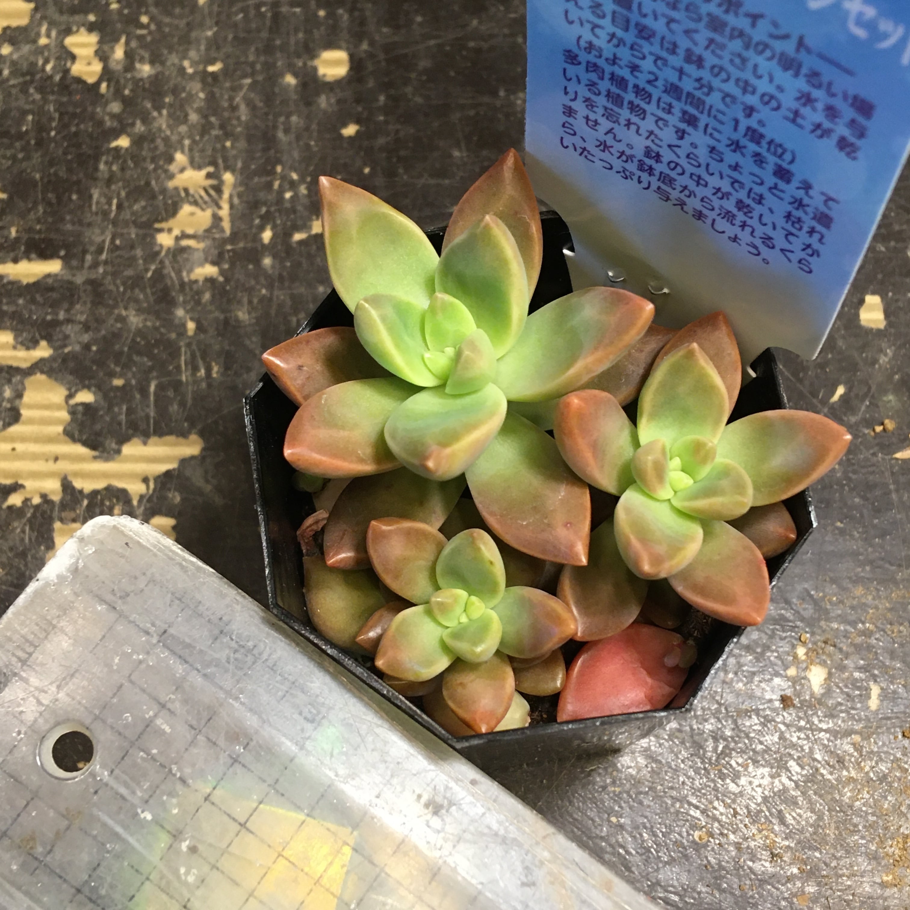 超特価激安 多肉植物 毒りんごシリーズ♡専用♡ 15AV4-m43500395507