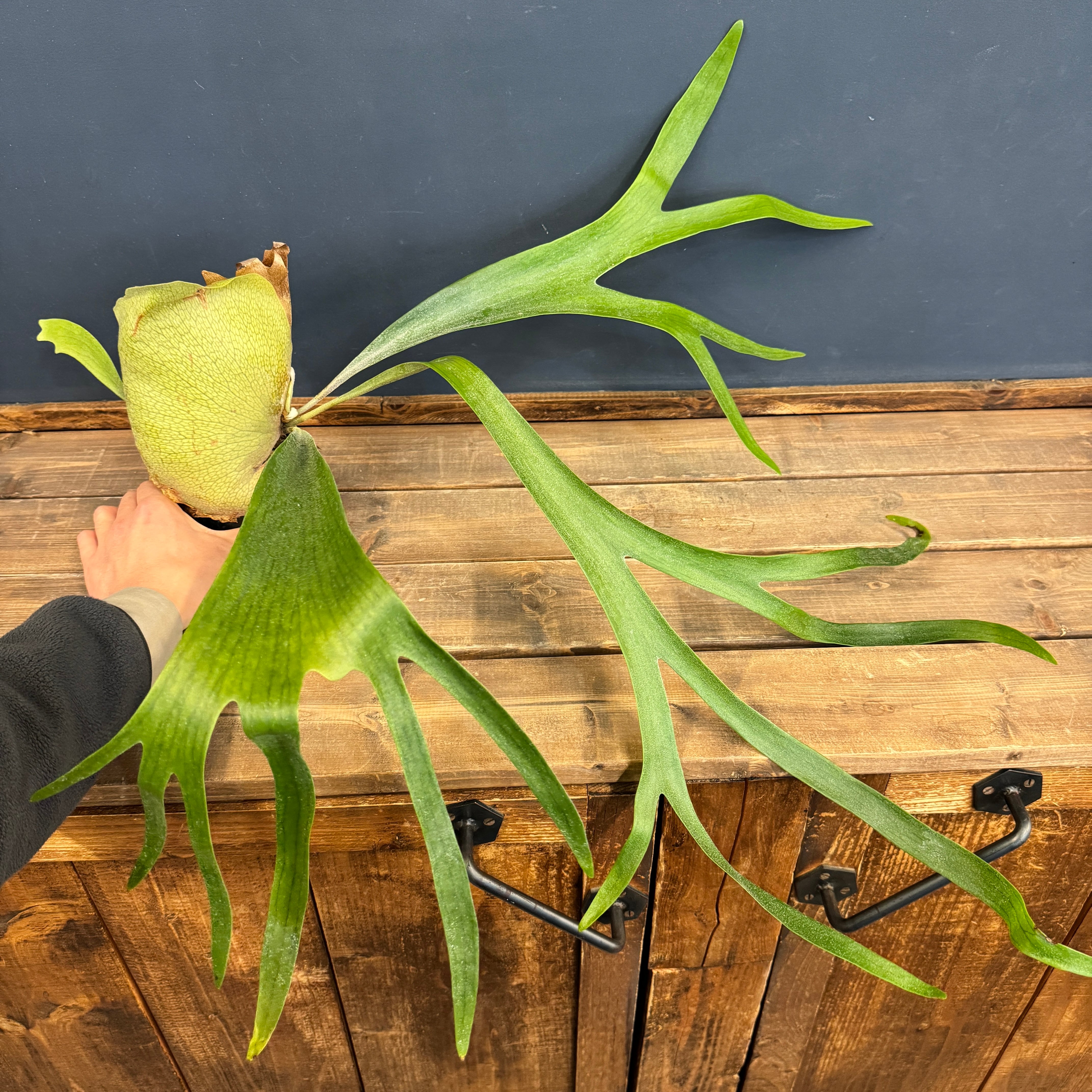 ビカクシダ alcicorne【1031】 | PROTOLEAF プロトリーフ