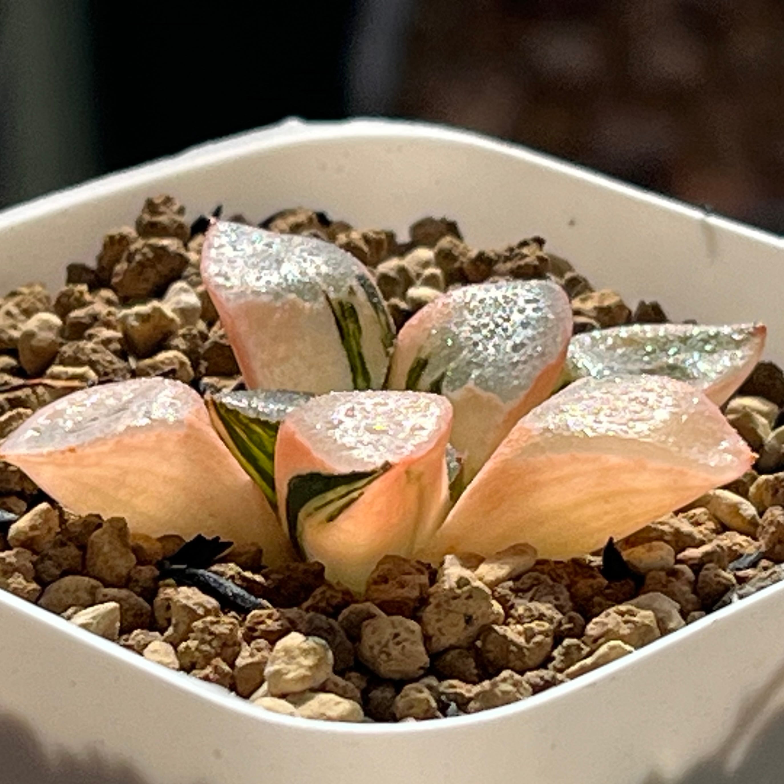 ハオルチア 火鳳凰錦 | mocono_plants