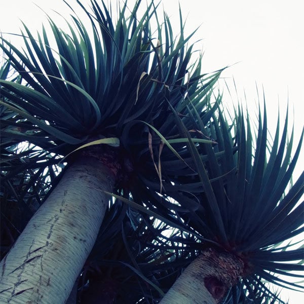 Dracaena draco / B4 poster | Botanico（ボタニコ）