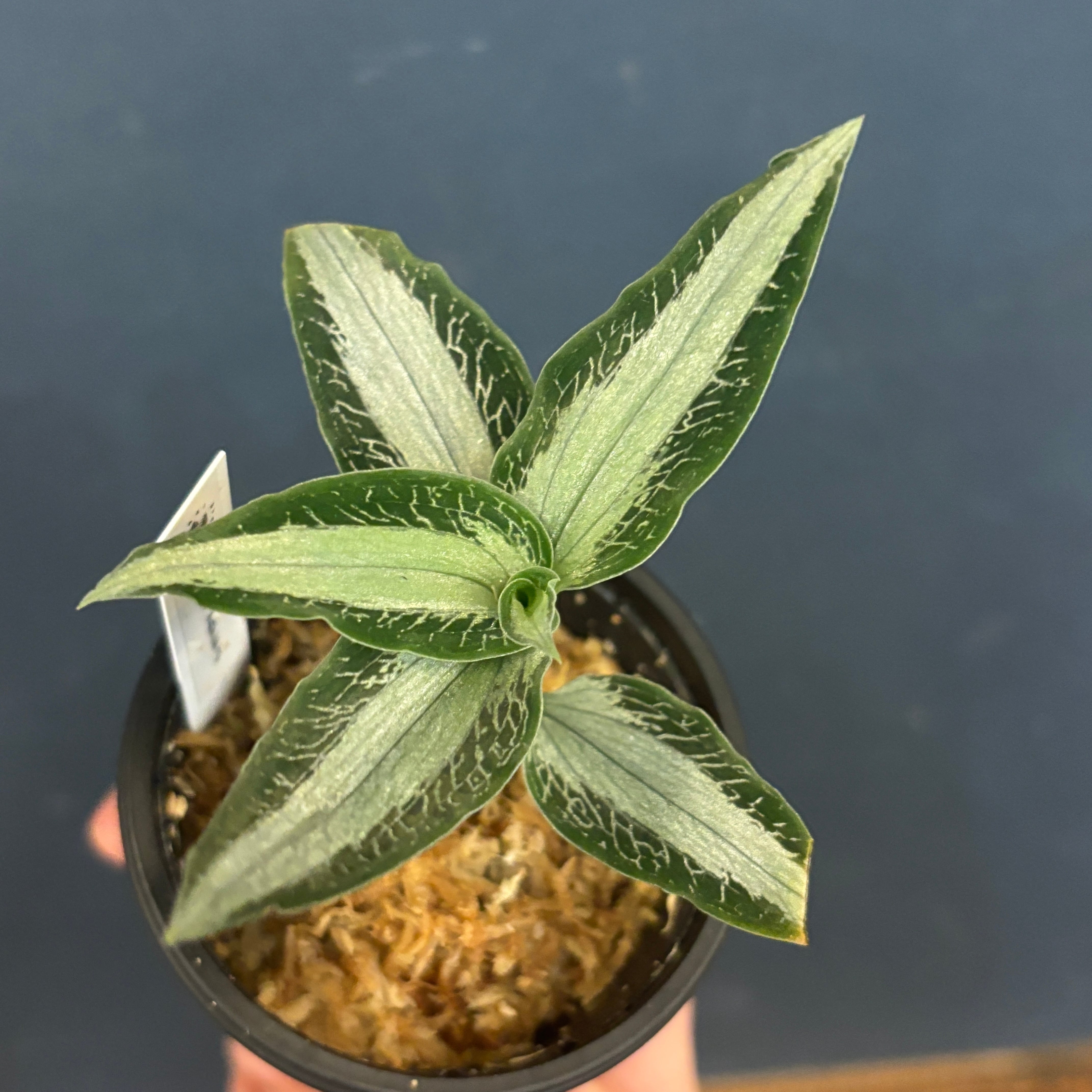 ジュエルオーキッド アスピドギネ アルゲンティア【902】