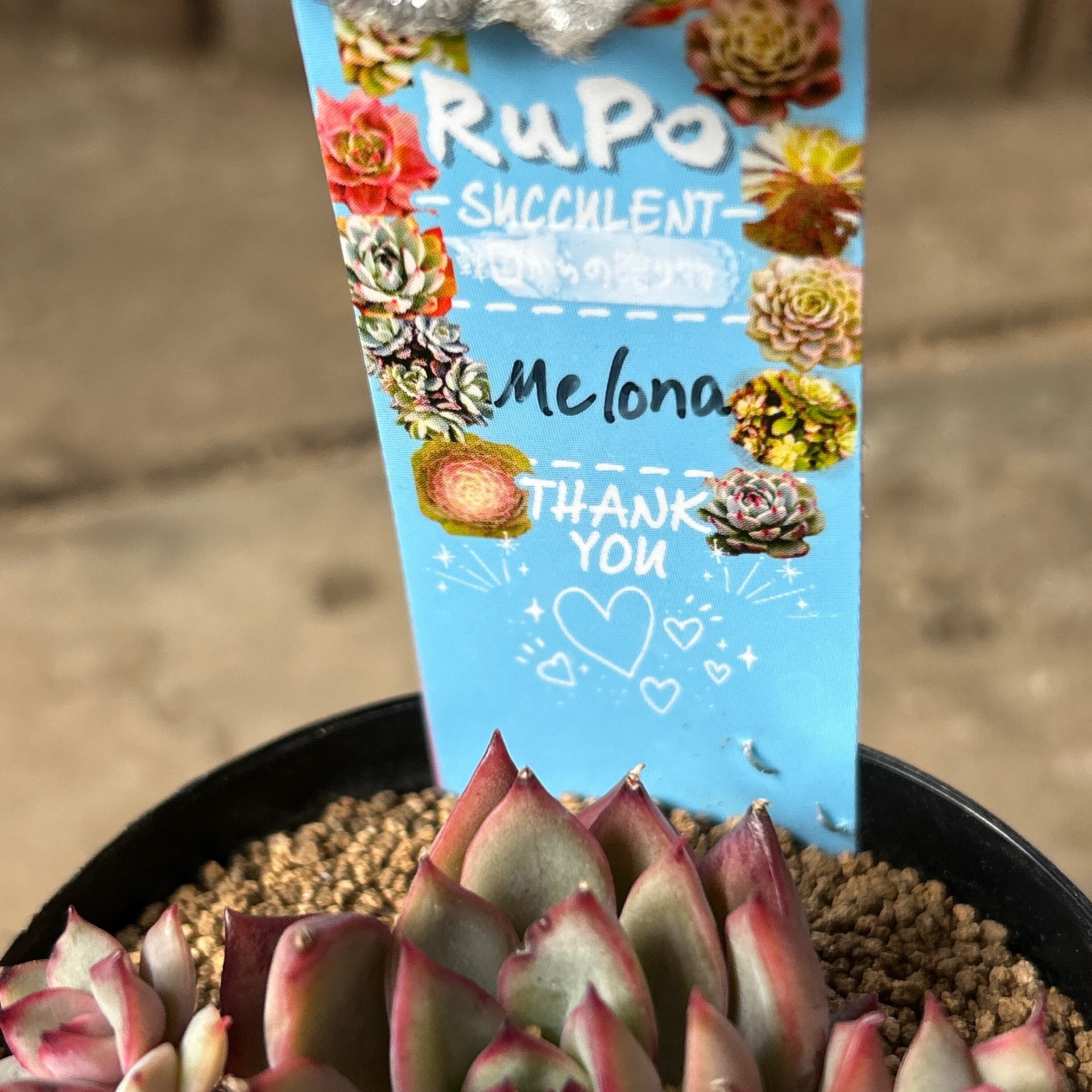Melona | RuPo 多肉植物専門店