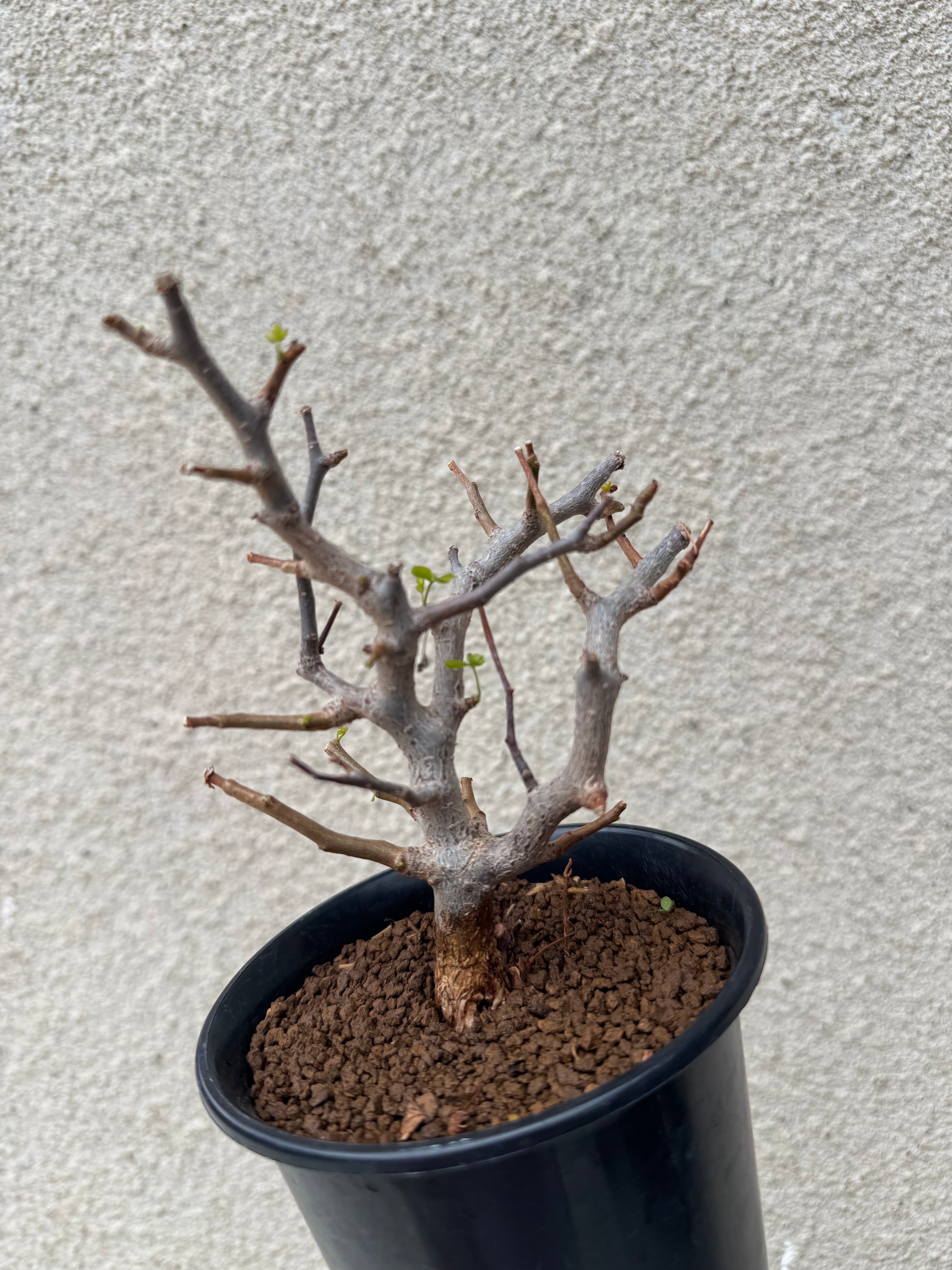 新着】Commiphora sinuata【実生苗の小さい時から作り込める盆栽塊根