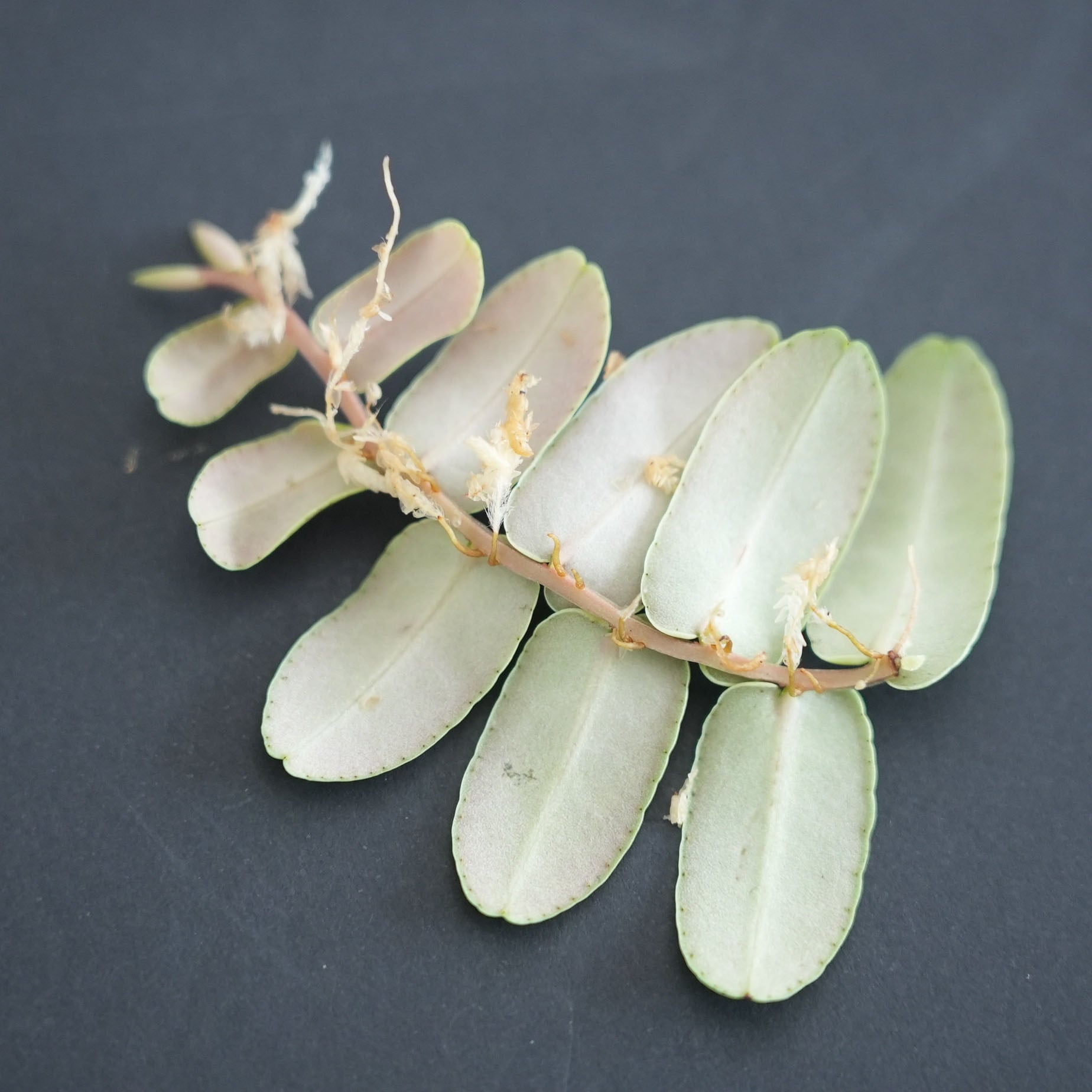 マルクグラビア シンテネシー Marcgravia sintenisii｜苔テラリウム