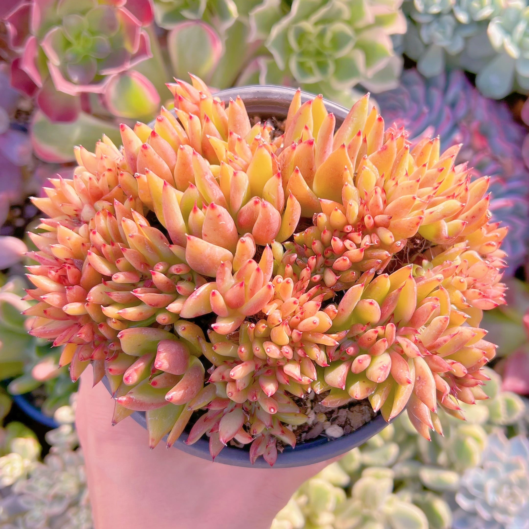 現品　魅惑の宵　缀化　特大#348  るる農園