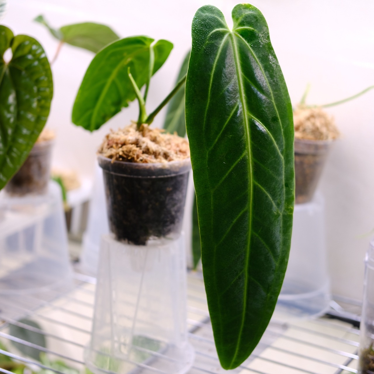 アンスリウム ワロクアーナム / Anthurium Warocqueanum⑬ / 観葉植物<育て方・花言葉>