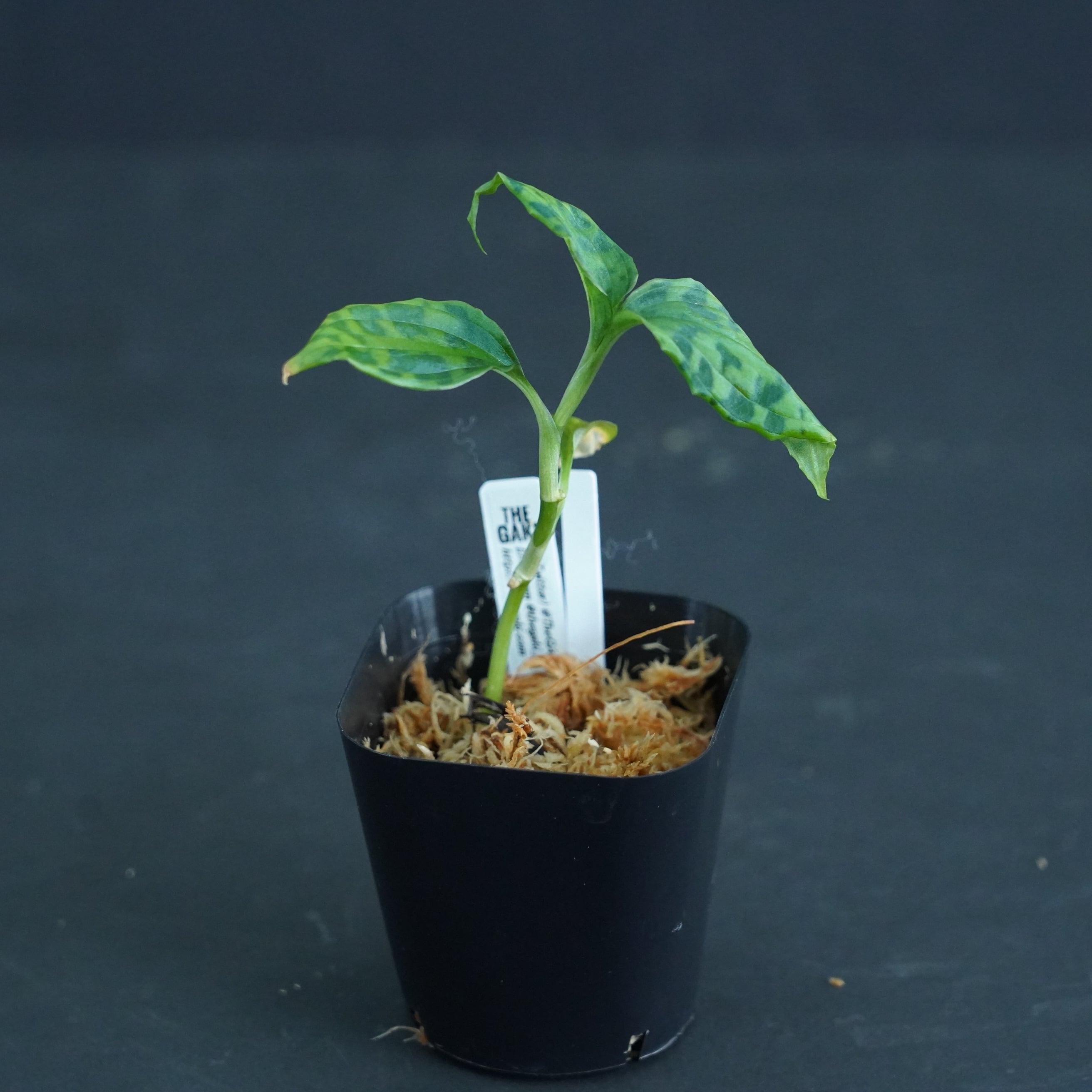 ◇現品◇ミクロキルス アンチョリフェルス【ジュエルオーキッド宝石蘭