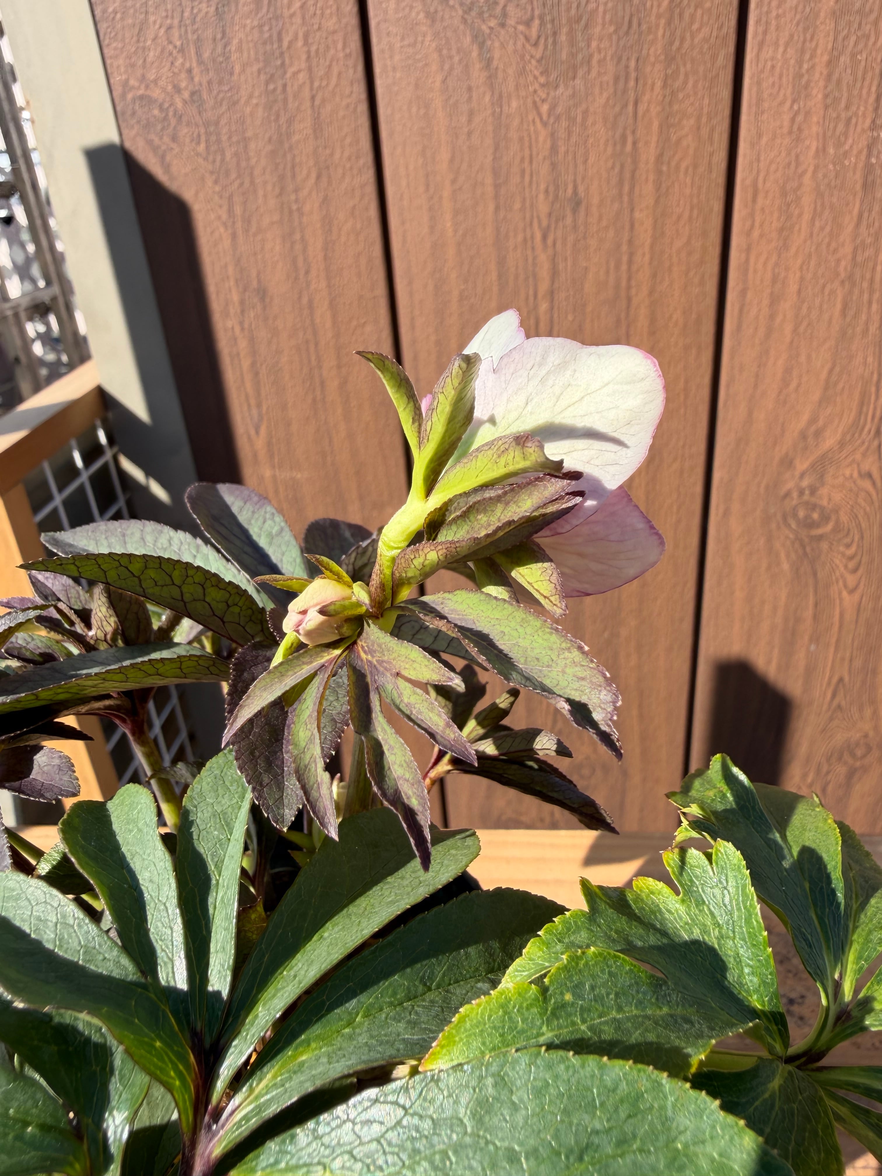 ポーセリンhyb. 大木ナーサリー クリスマスローズ【Og19】送料無料