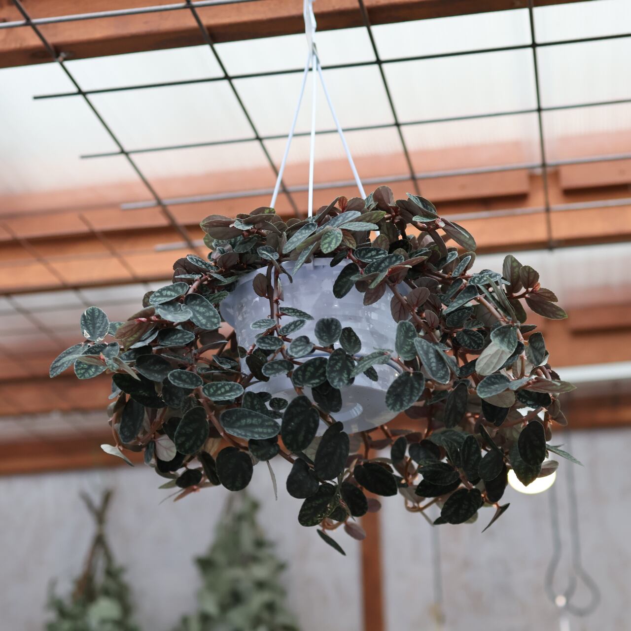 382 神秘的なリーフプランツ『ペリオニア・プルクラ』観葉植物 【送料